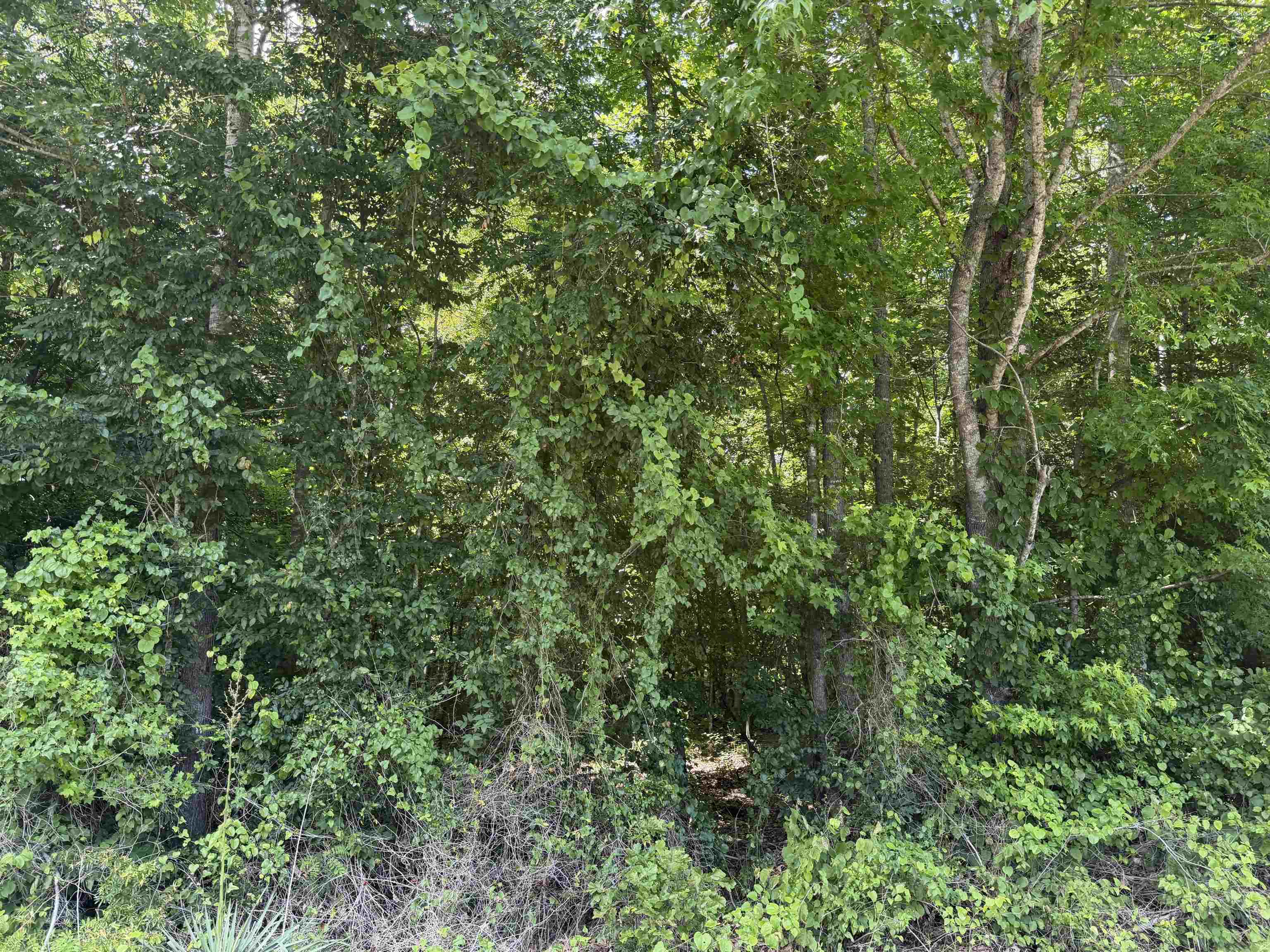 3 Rose Creek Rd Property Photo 16