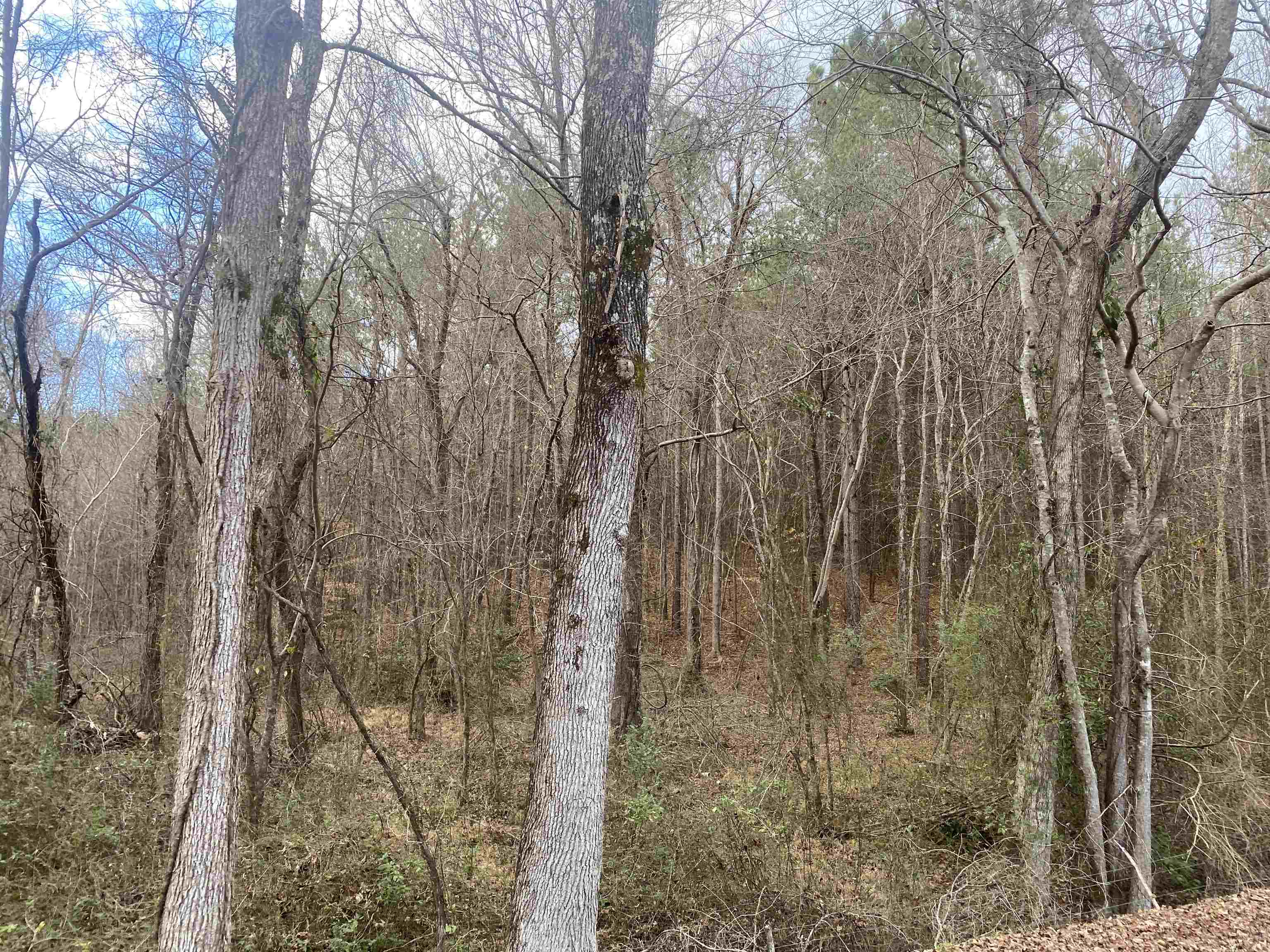 8 Rose Creek Rd Property Photo 14