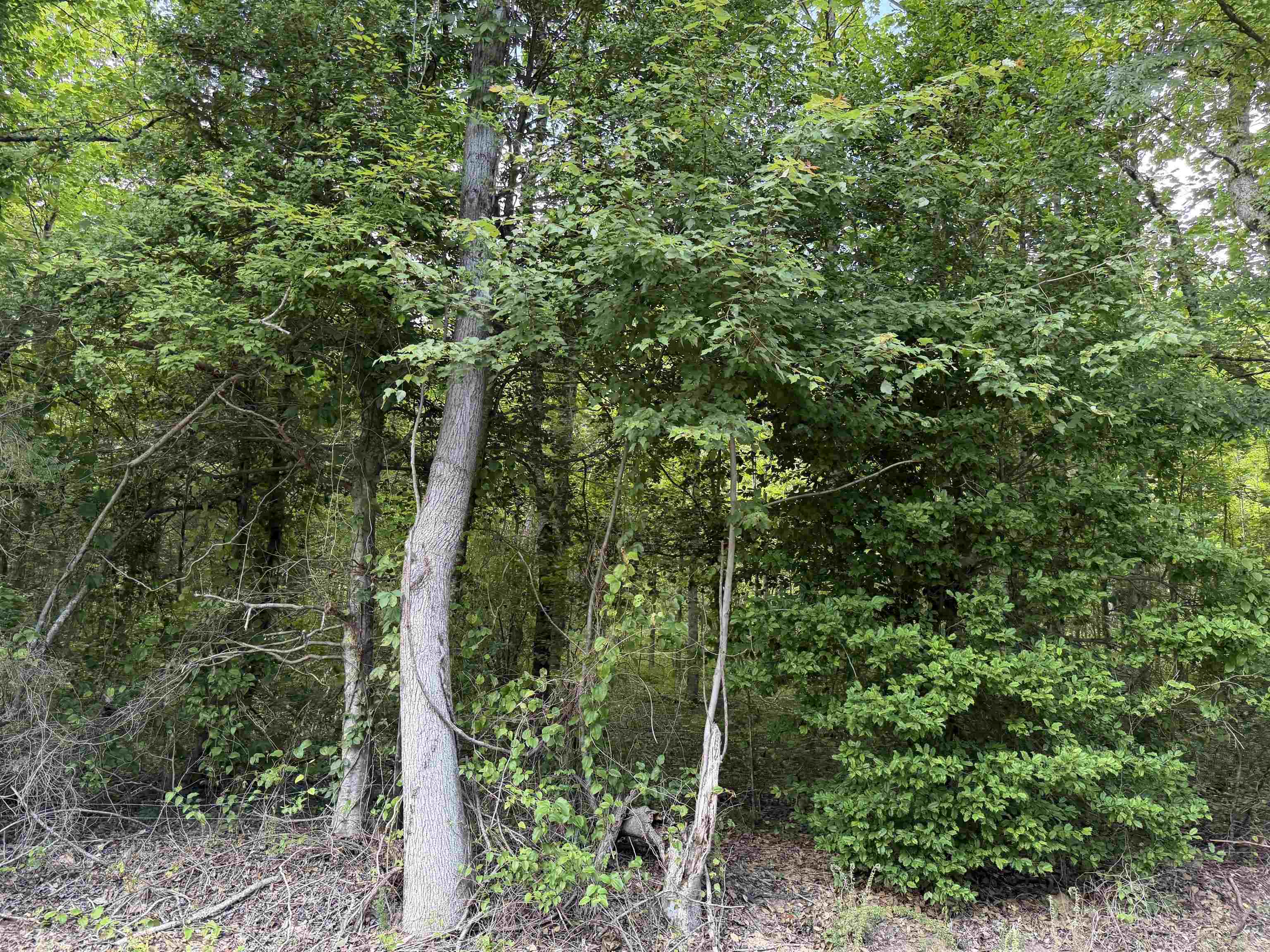 10 Rose Creek Rd Property Photo 3