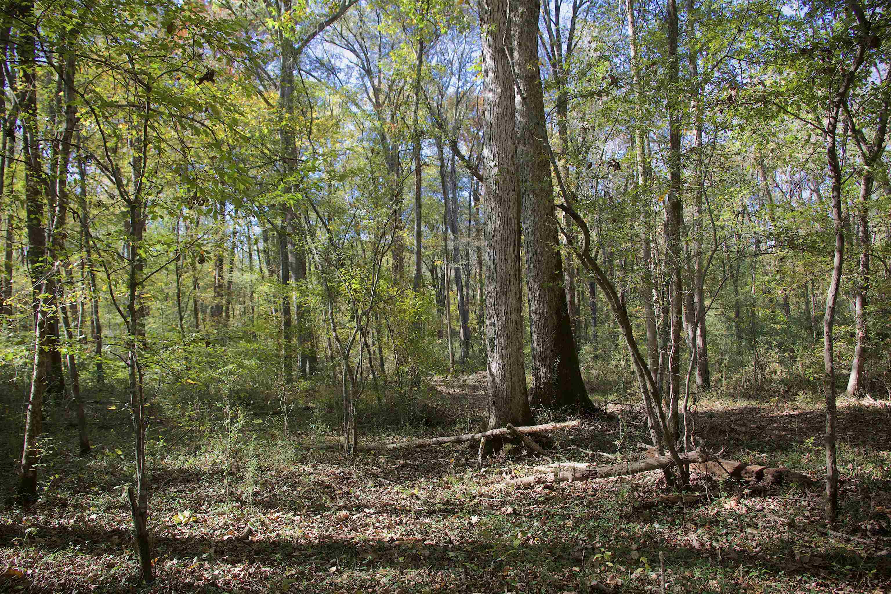 1761 Cr-126 Rd Property Photo 19