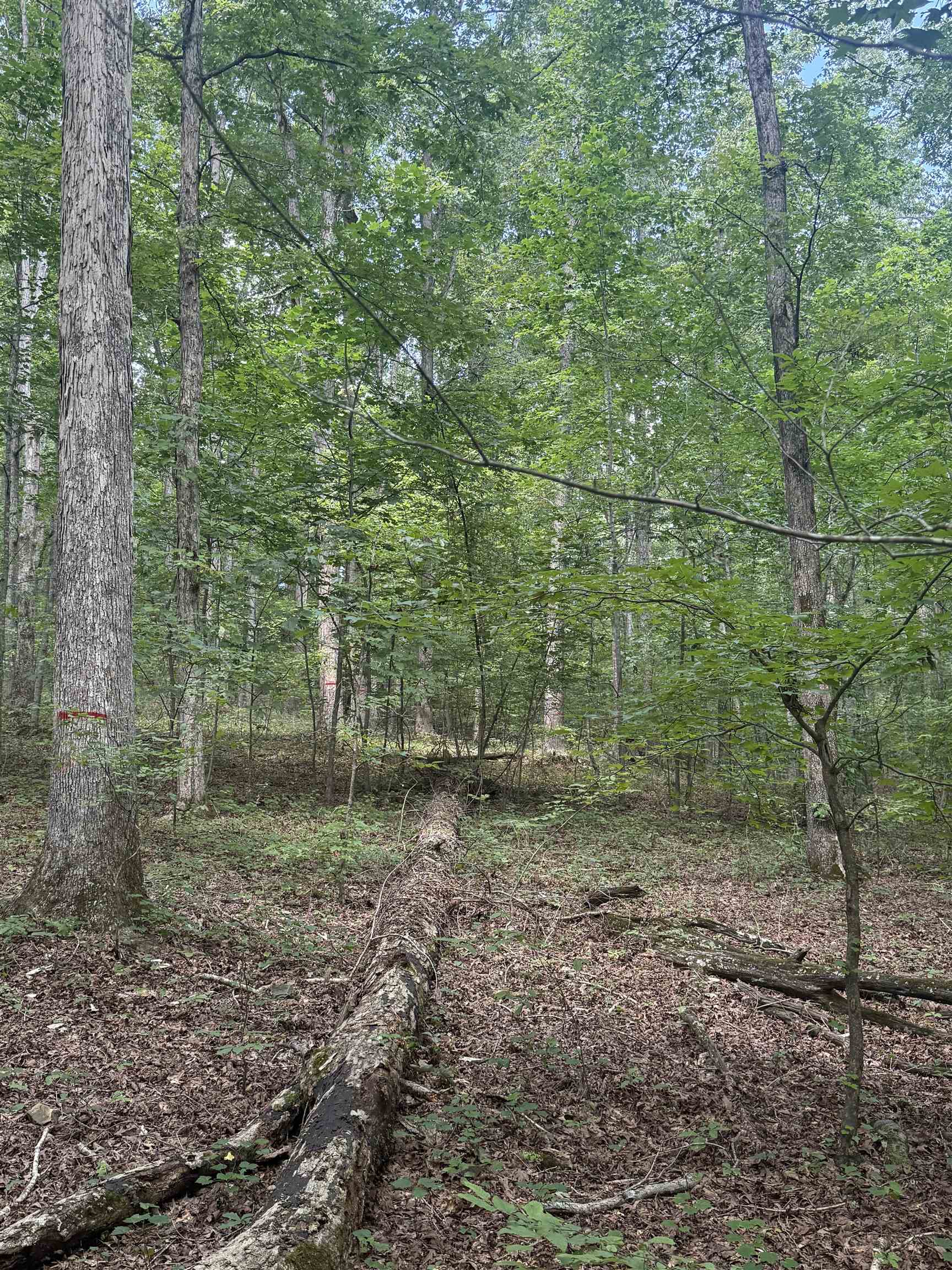 000 Herndon Cemetery Rd Property Photo 17