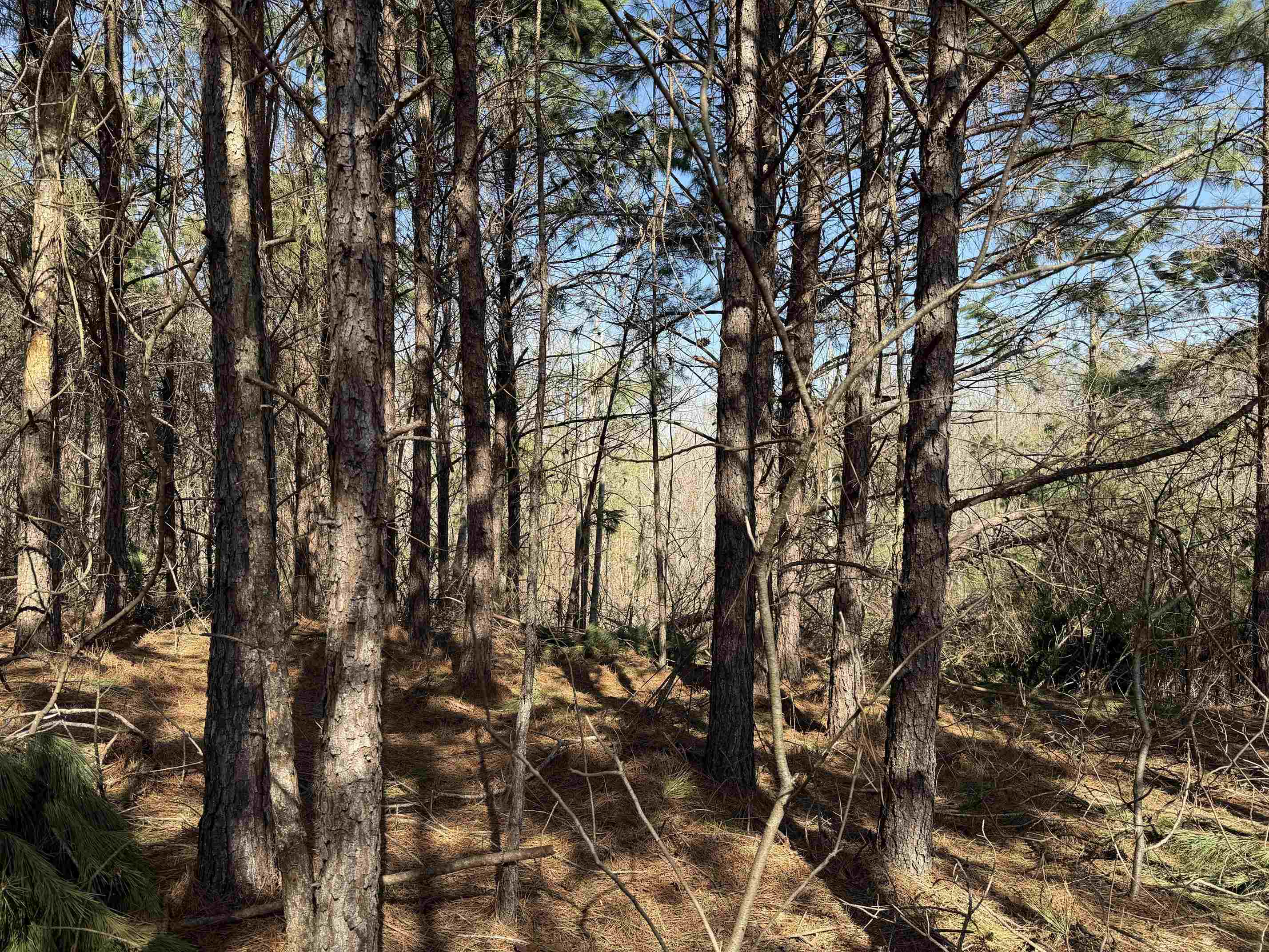 1 Pyburn Dr Property Photo 5