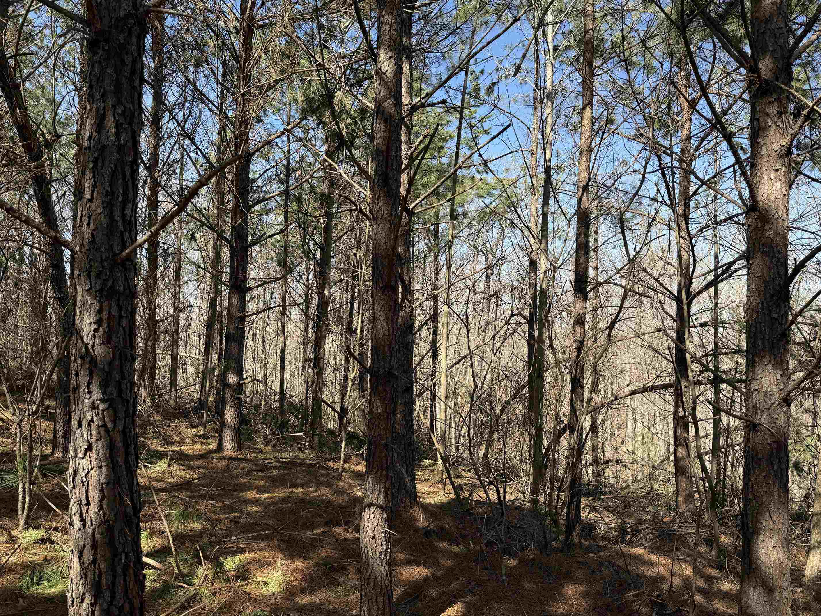 1 Pyburn Dr Property Photo 12