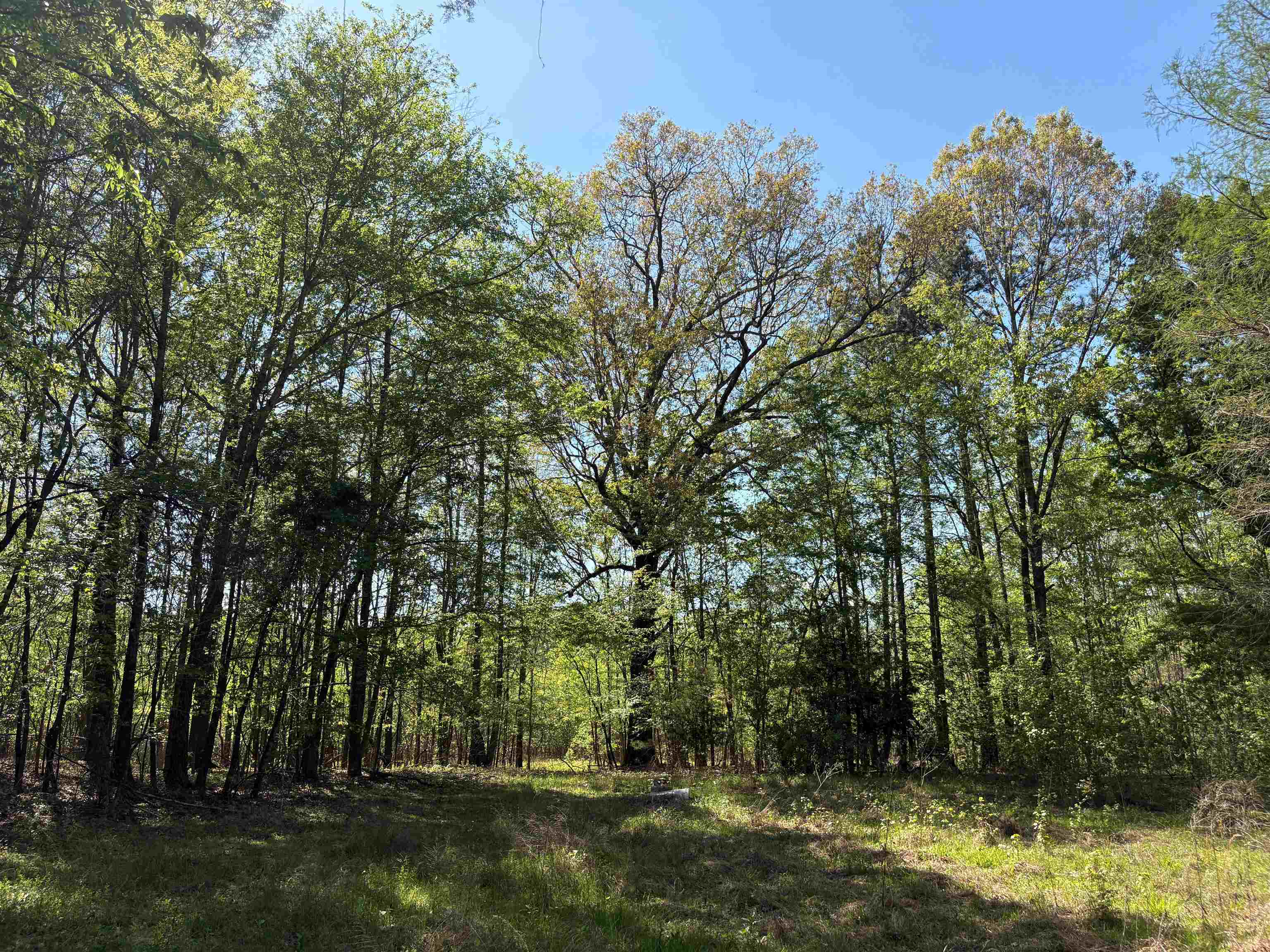 11338 Monterey Rd Property Photo 4