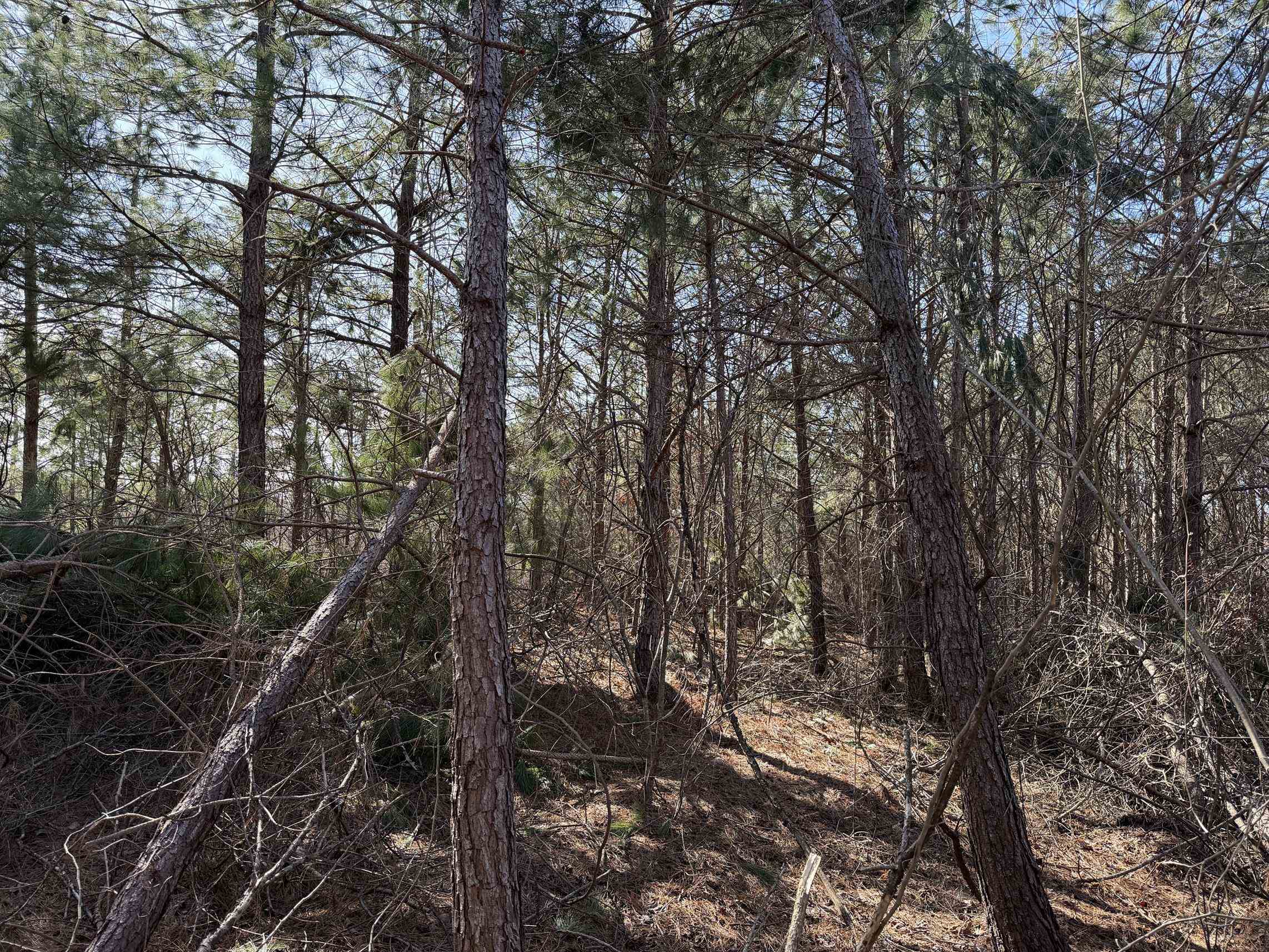 2 Pyburn Dr Property Photo 15