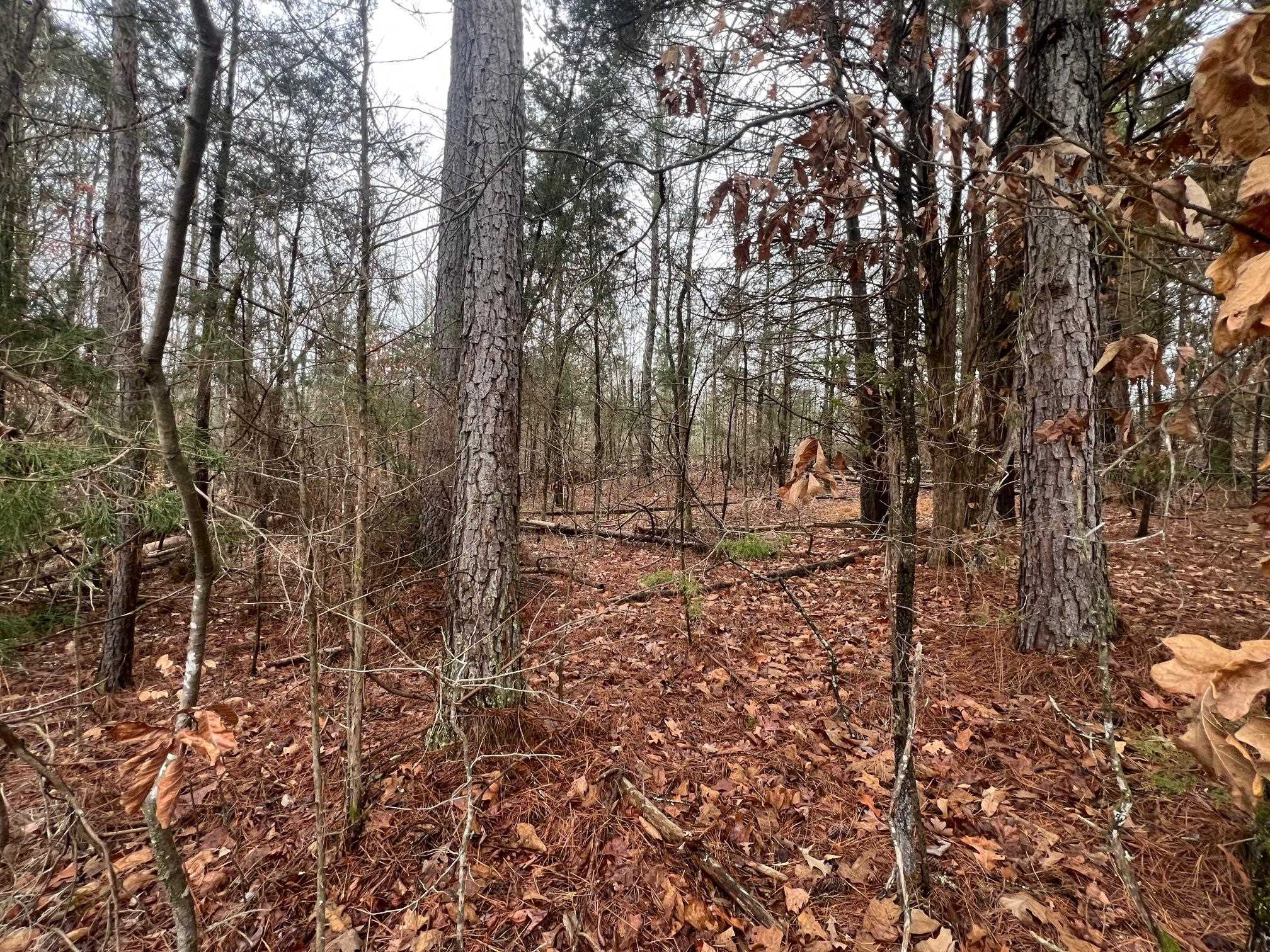 156 Iron Horse Trl Property Photo 4