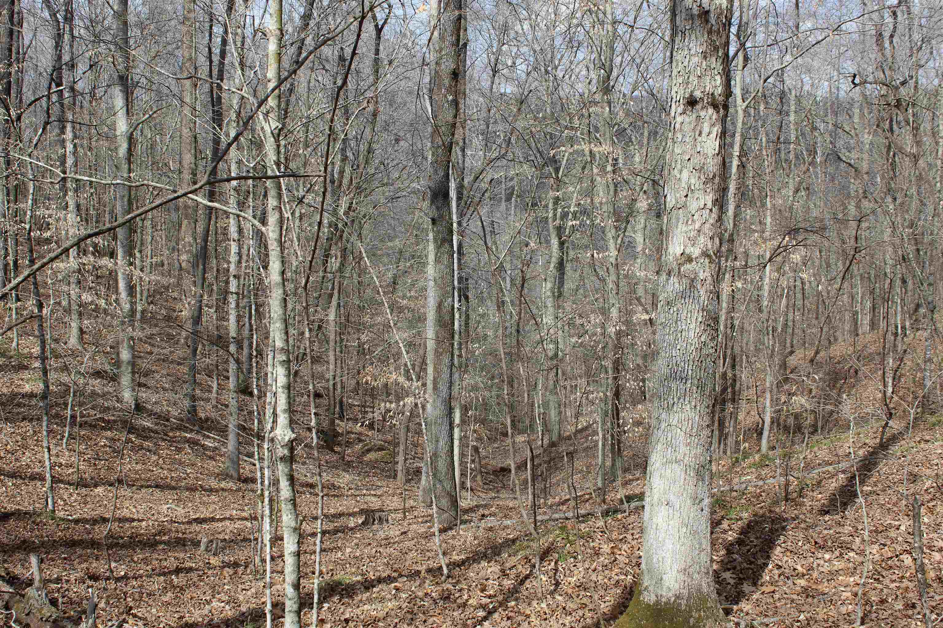 3842 Waterfall Creek Rd Property Photo 4