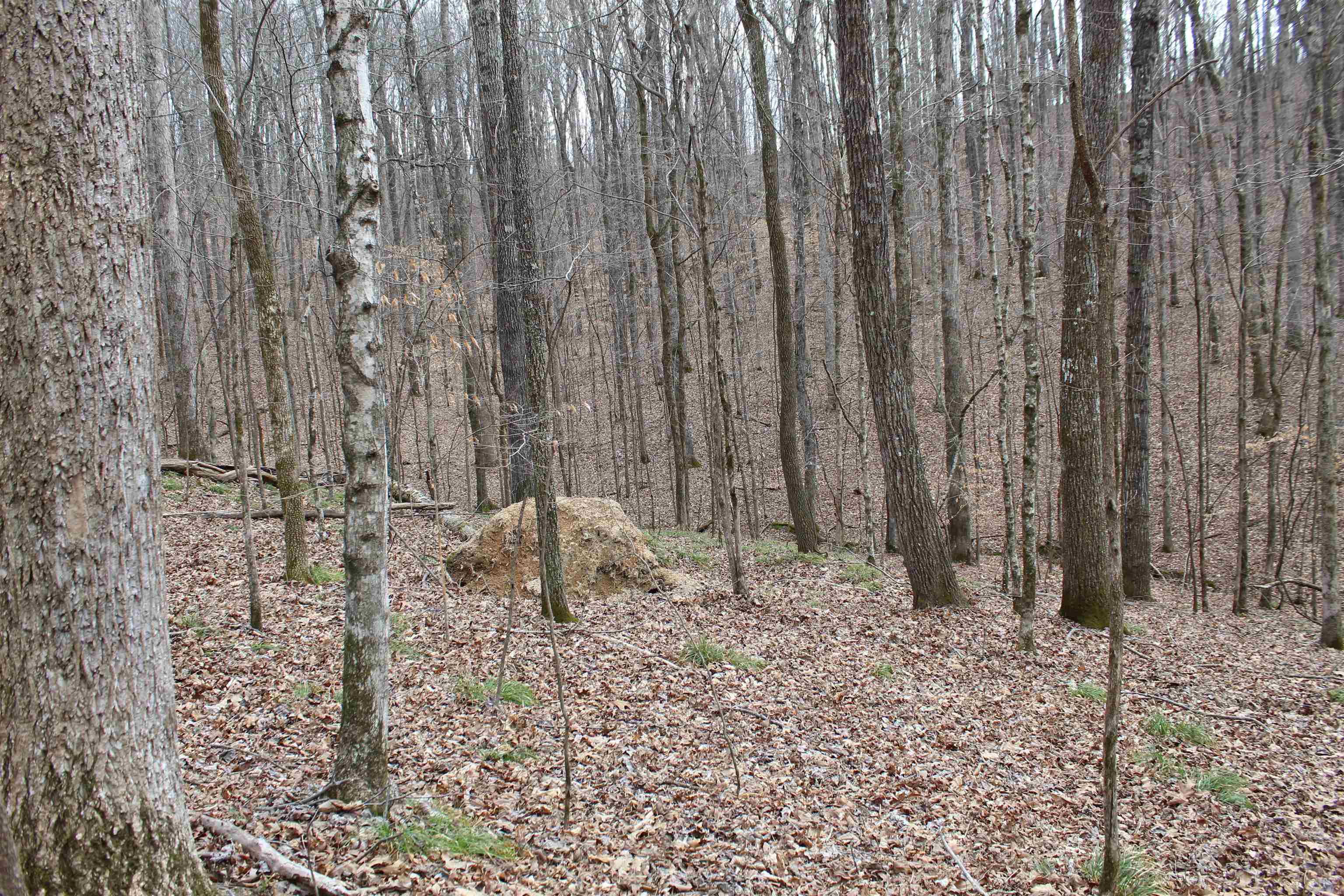 3842 Waterfall Creek Rd Property Photo 6