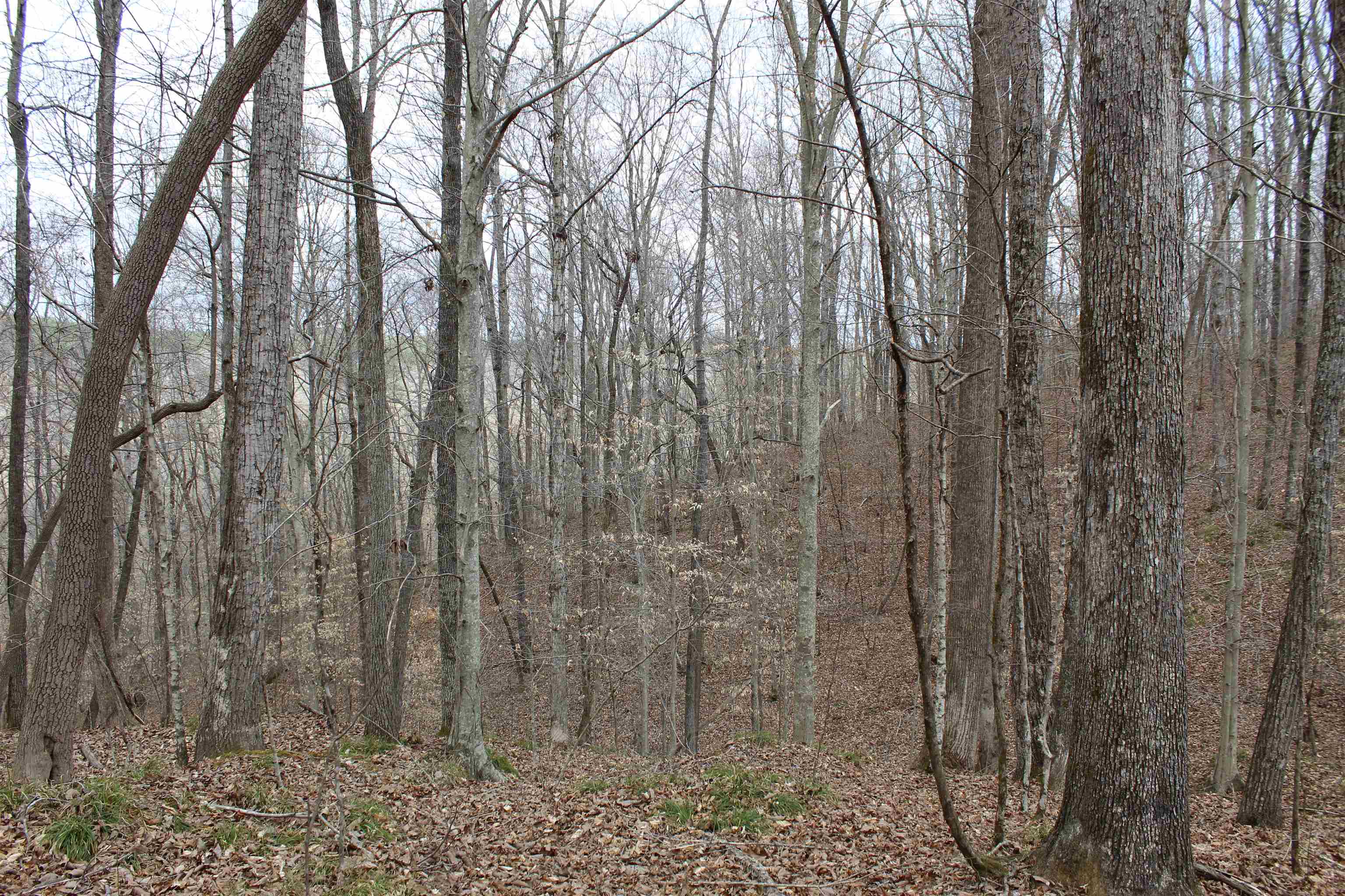 3842 Waterfall Creek Rd Property Photo 11