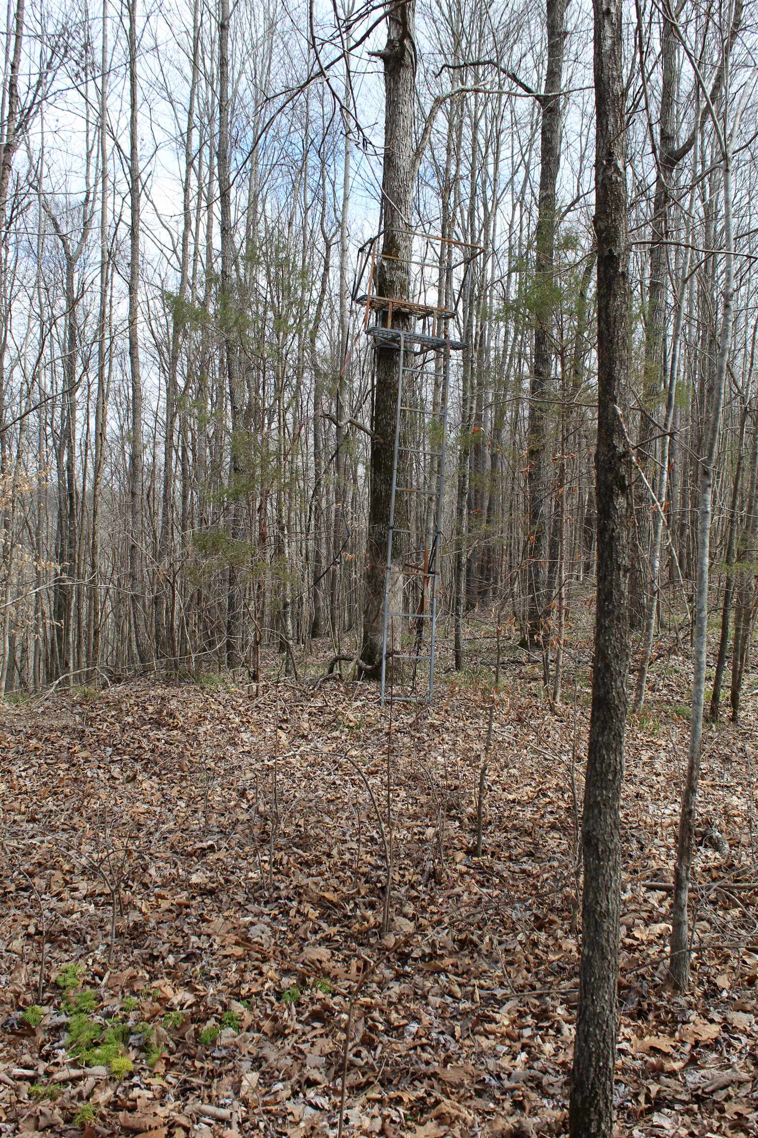 3842 Waterfall Creek Rd Property Photo 15