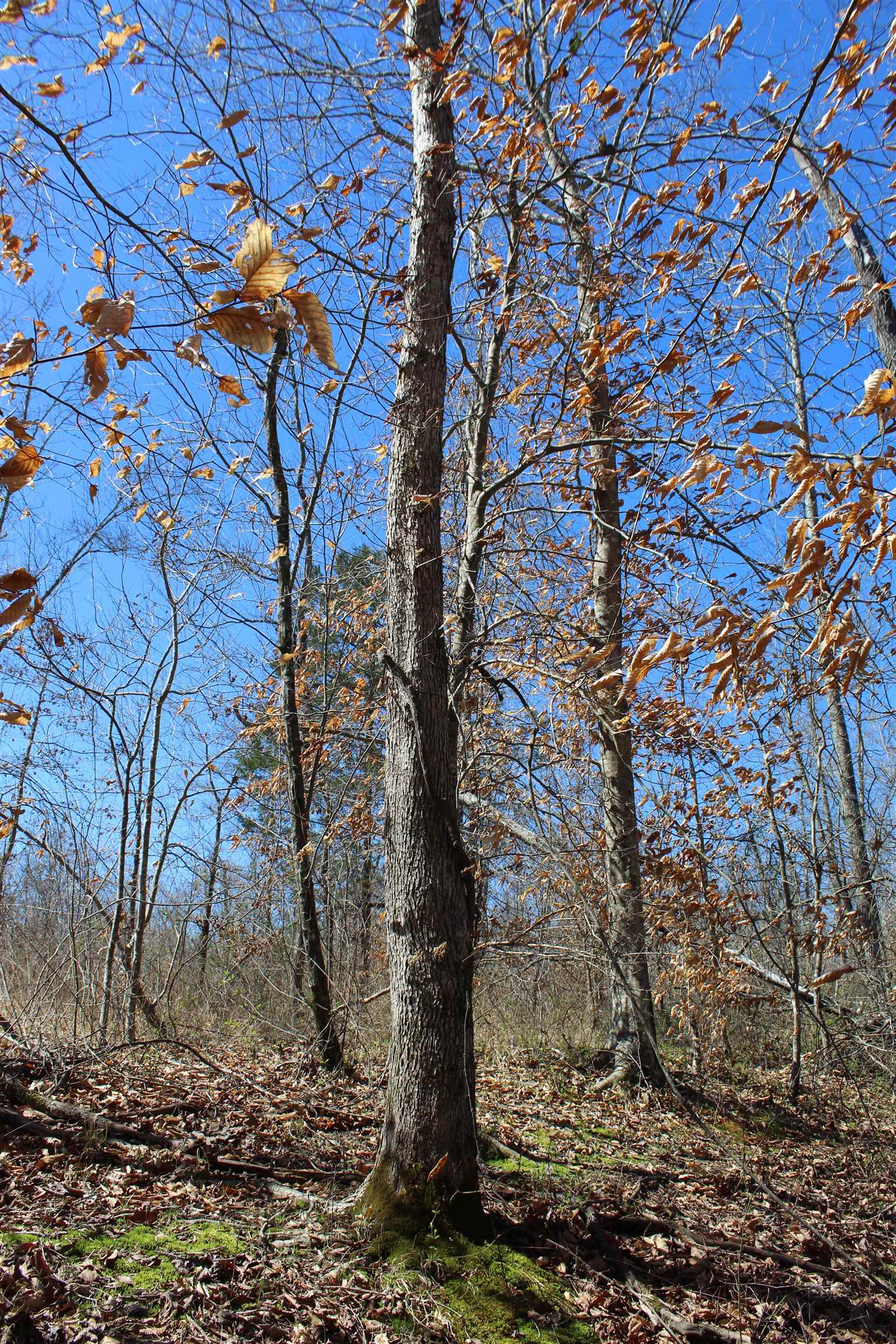 00 Van Buren Rd Property Photo 31