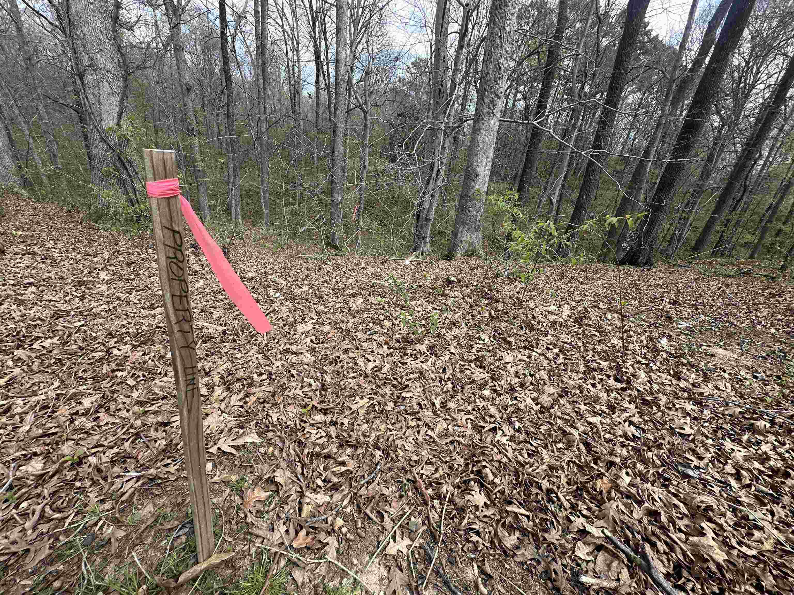 0 Shelby Ln Property Photo 2
