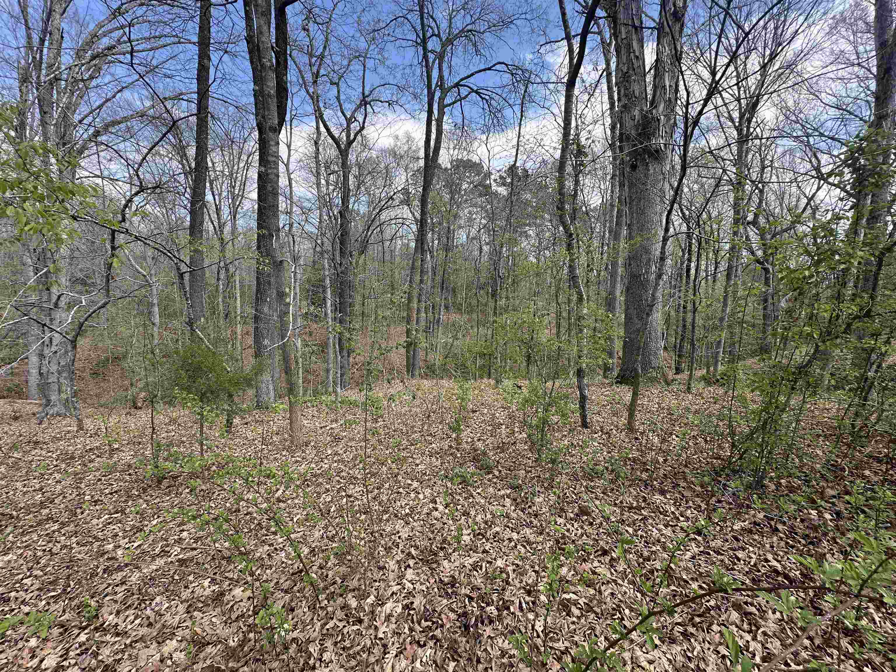 0 Shelby Ln Property Photo 3