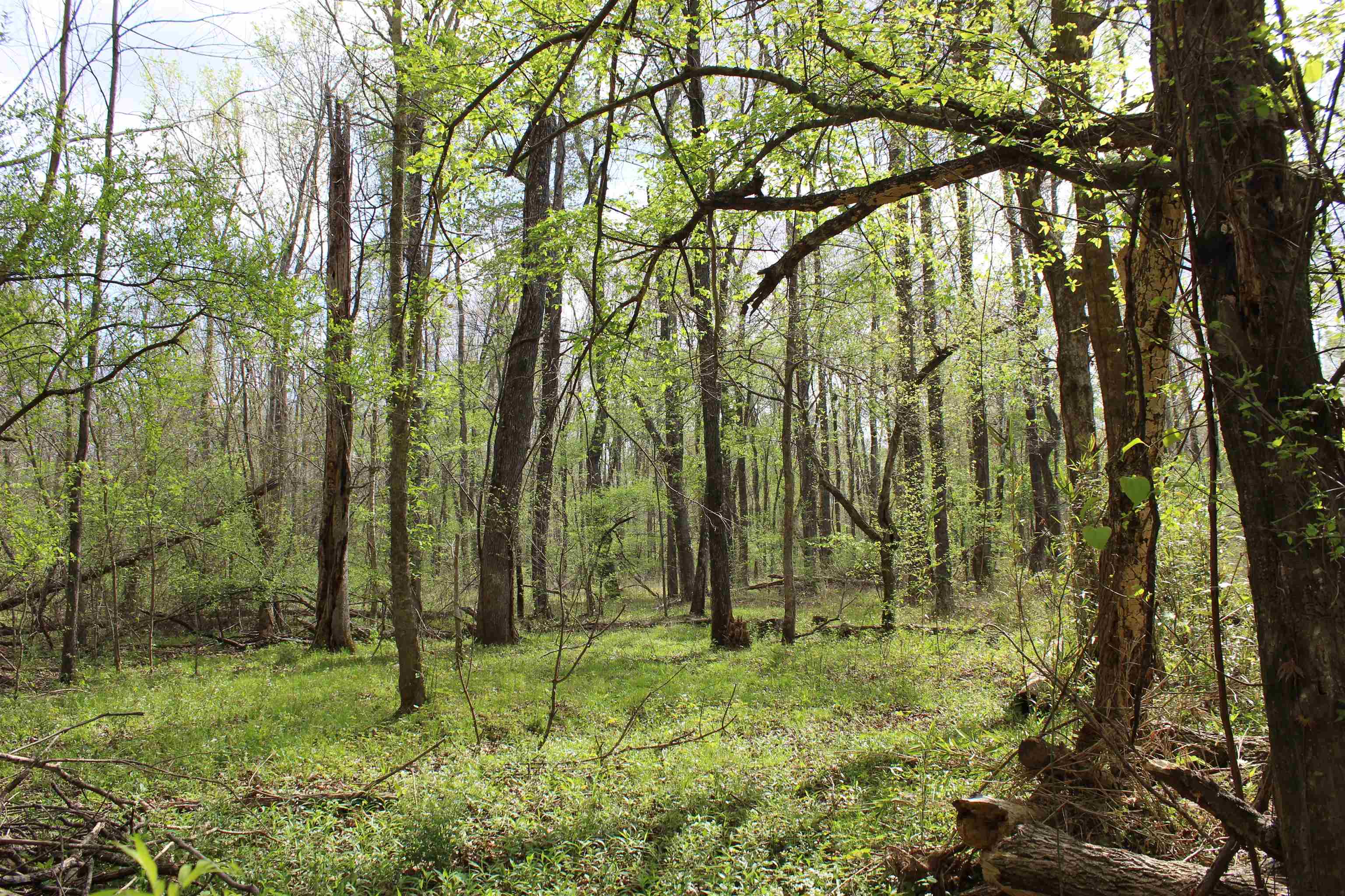000 Estanaula Rd Property Photo 11