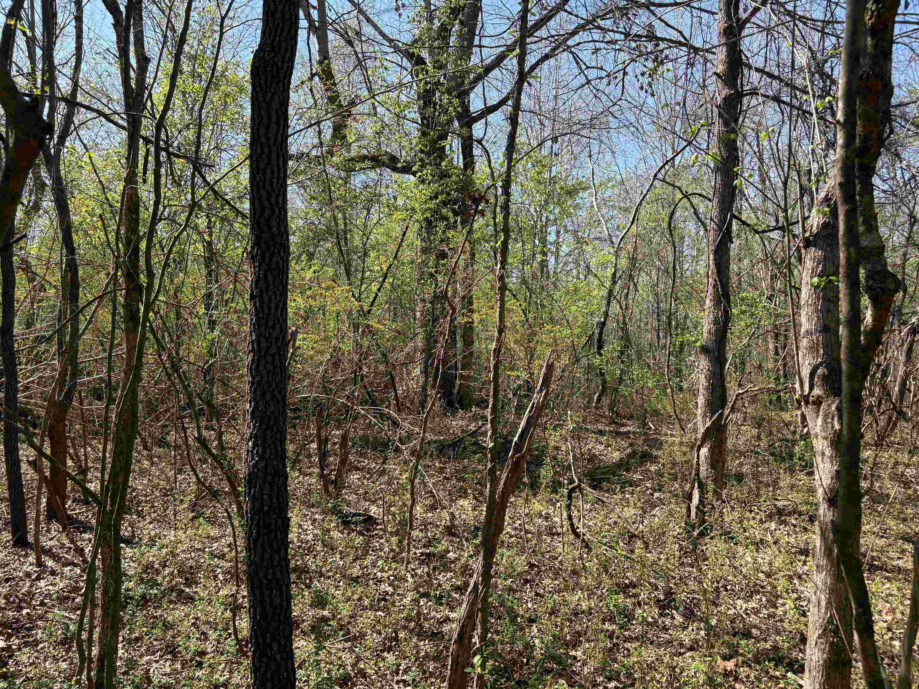 16055 Hwy 76 Hwy Property Photo 17