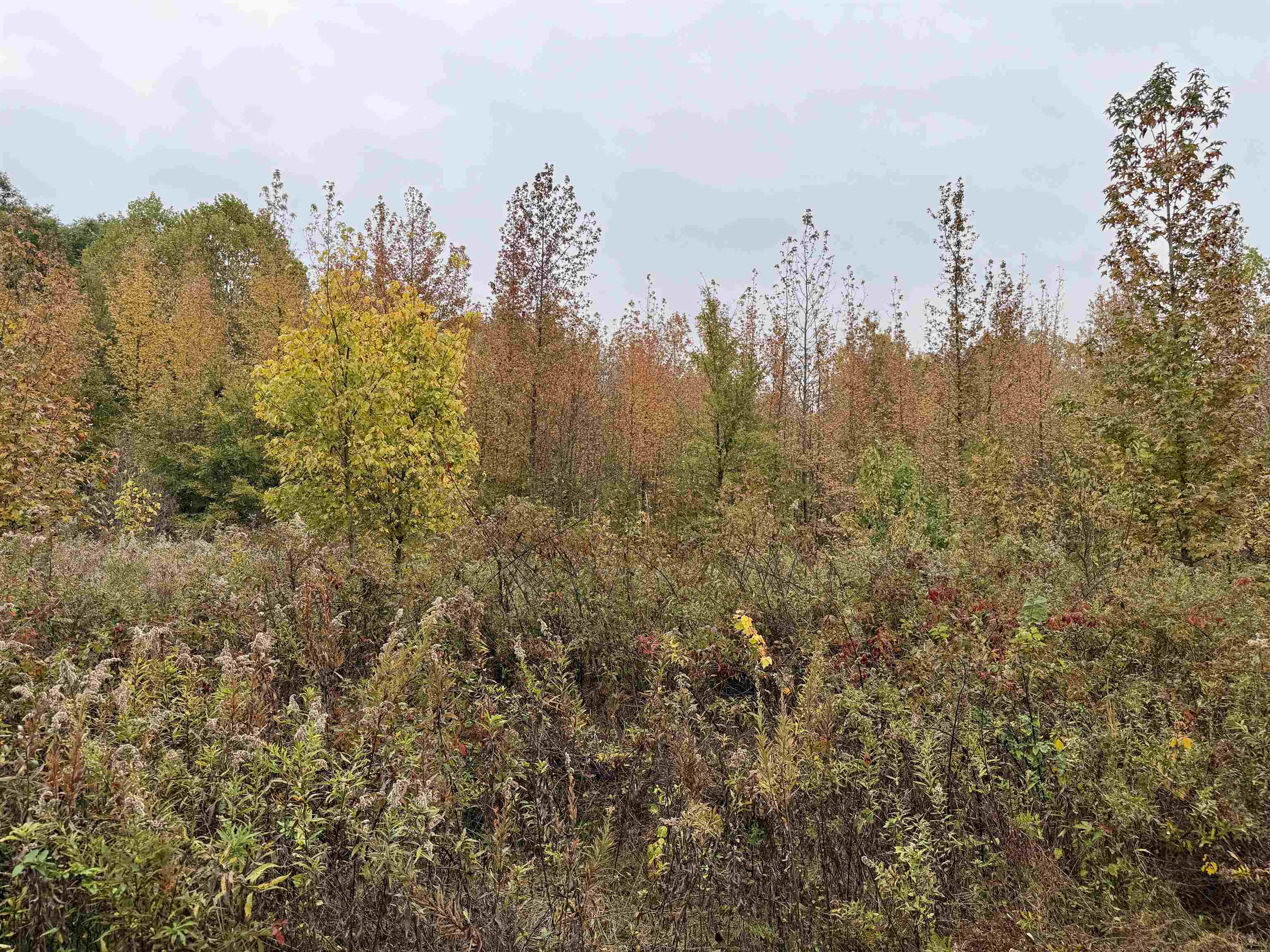 William Switch Rd Property Photo 8