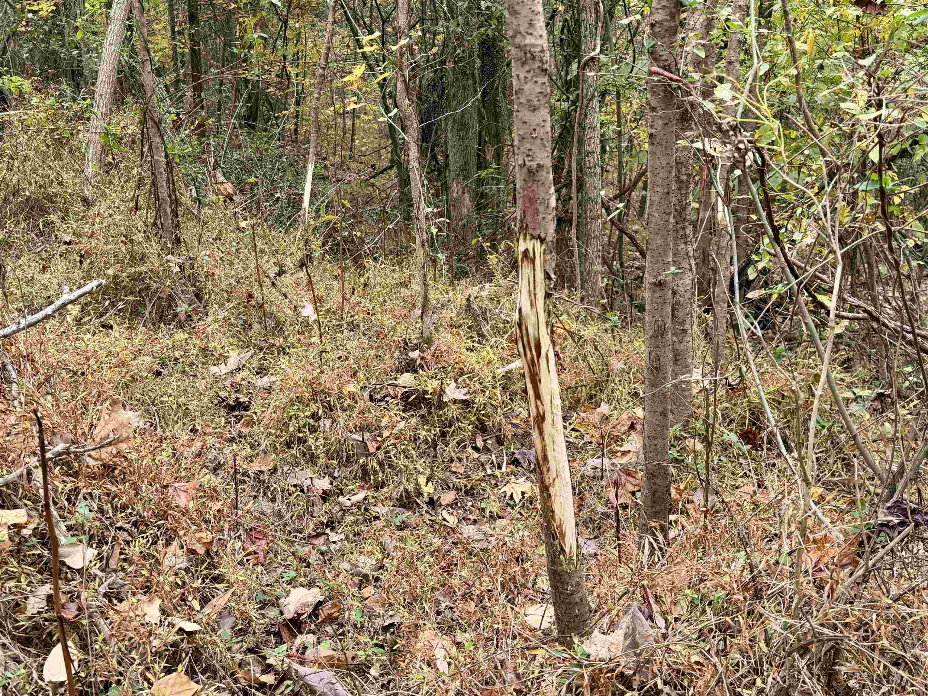 William Switch Rd Property Photo 10