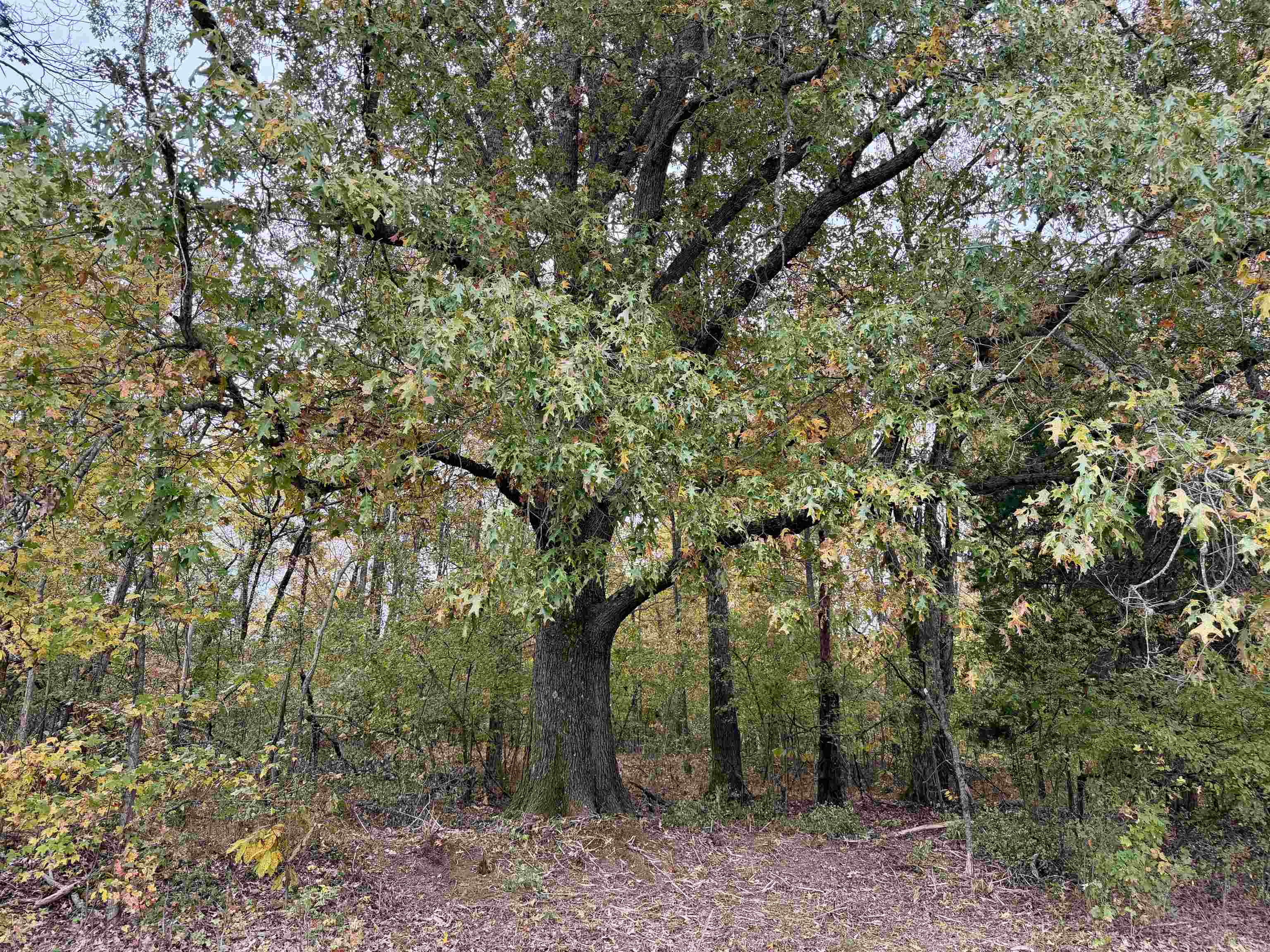 William Switch Rd Property Photo 15