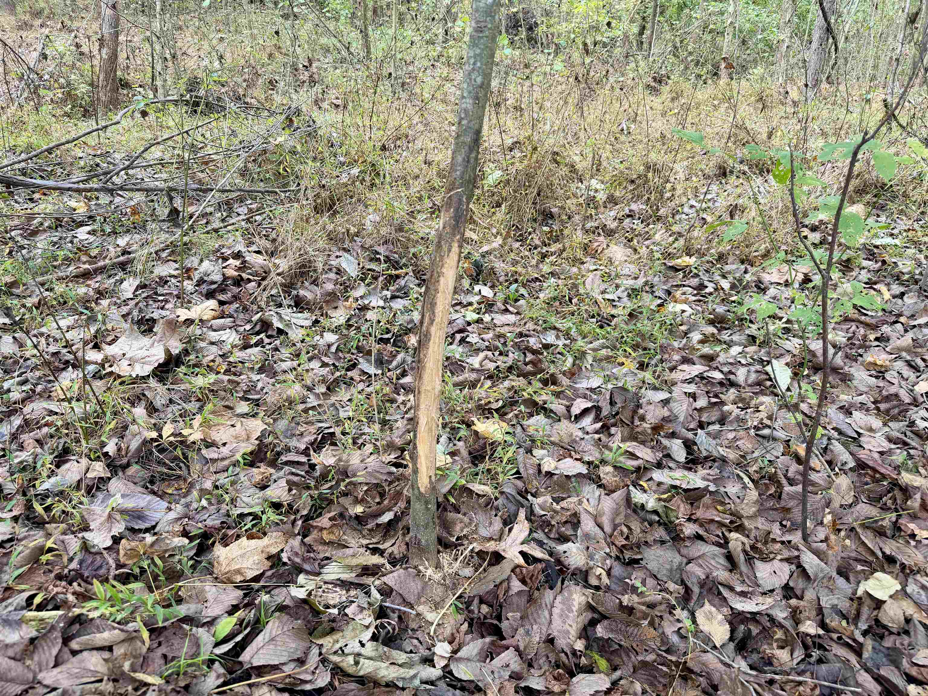 William Switch Rd Property Photo 18