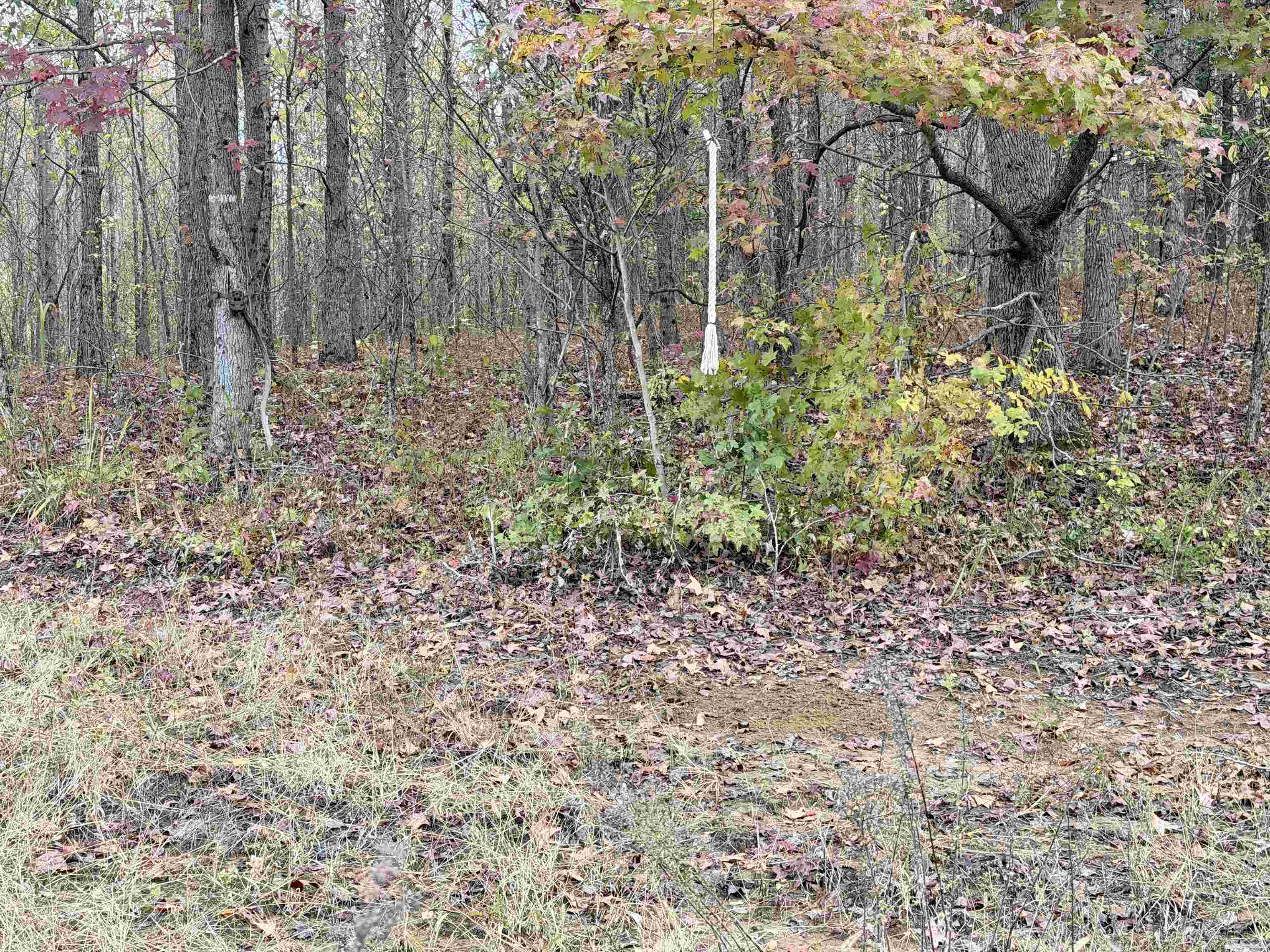 William Switch Rd Property Photo 22