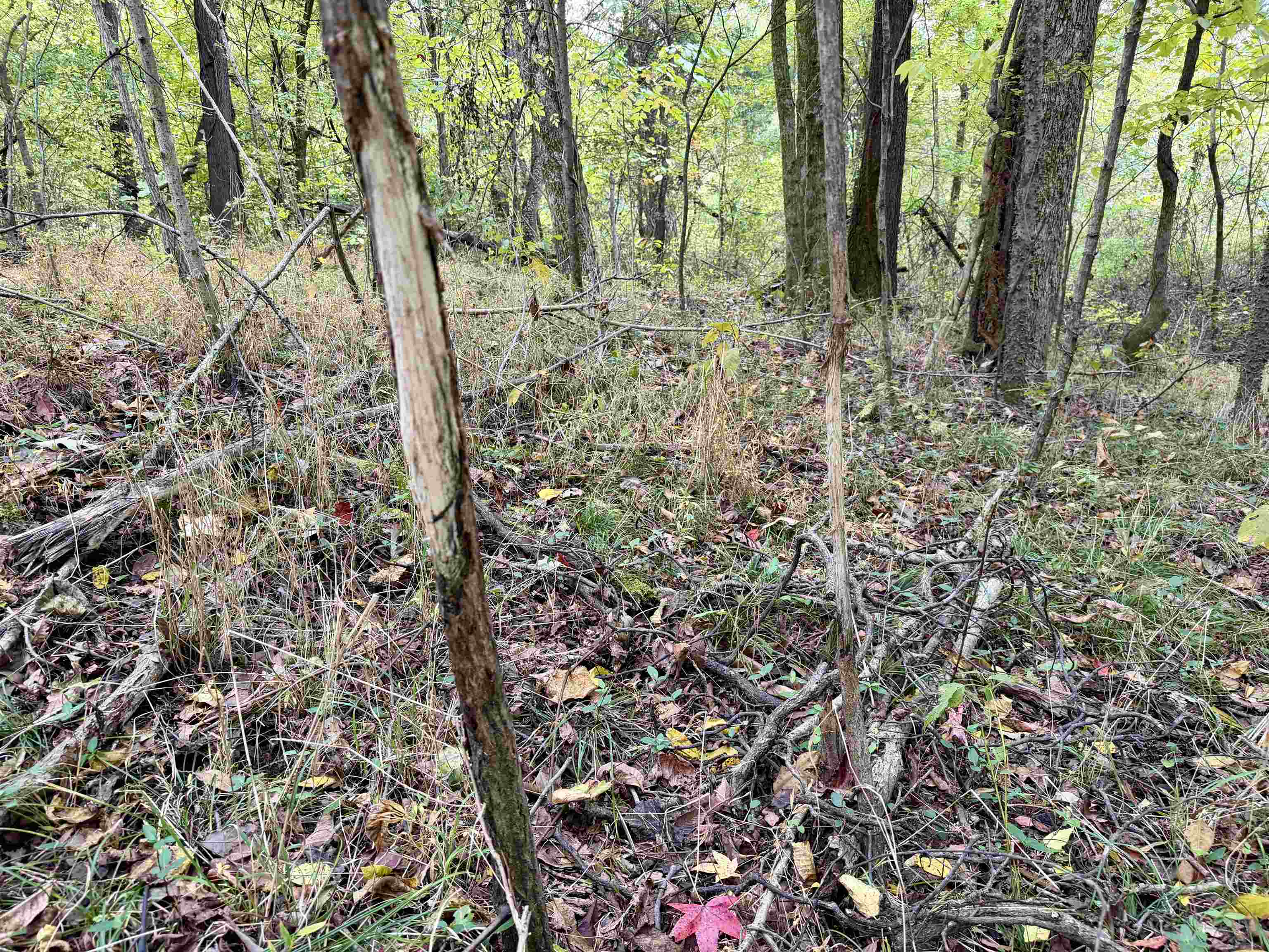 William Switch Rd Property Photo 30