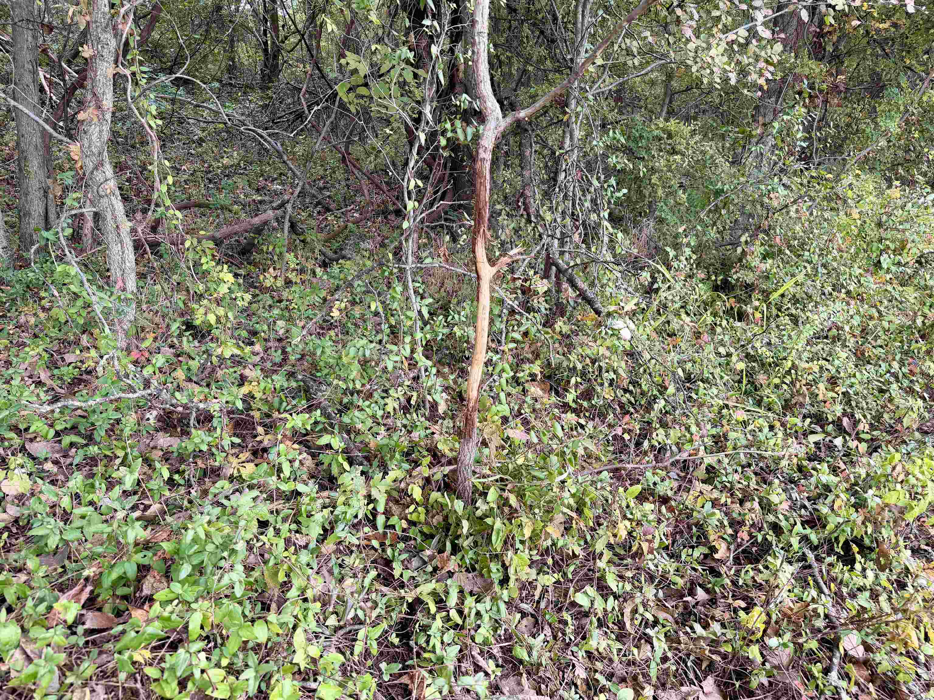 William Switch Rd Property Photo 35