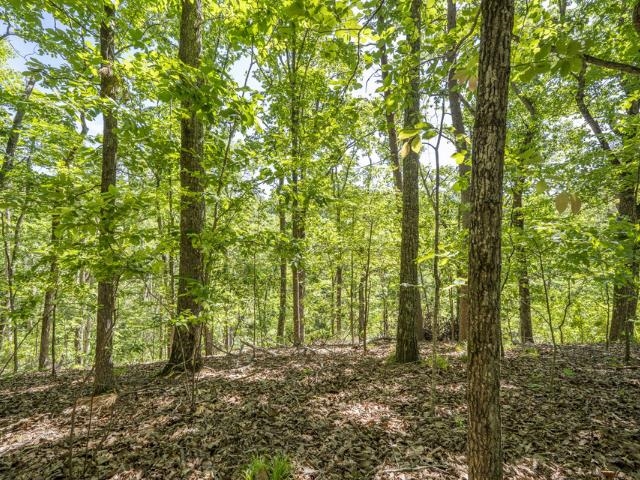 0 Hollow Tree Rd Property Photo 8
