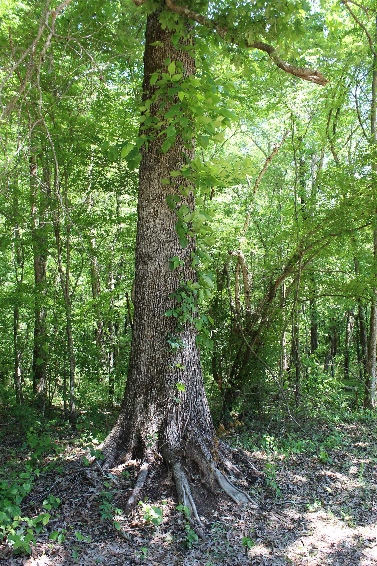 3360 Ebenezer Rd Property Photo 9