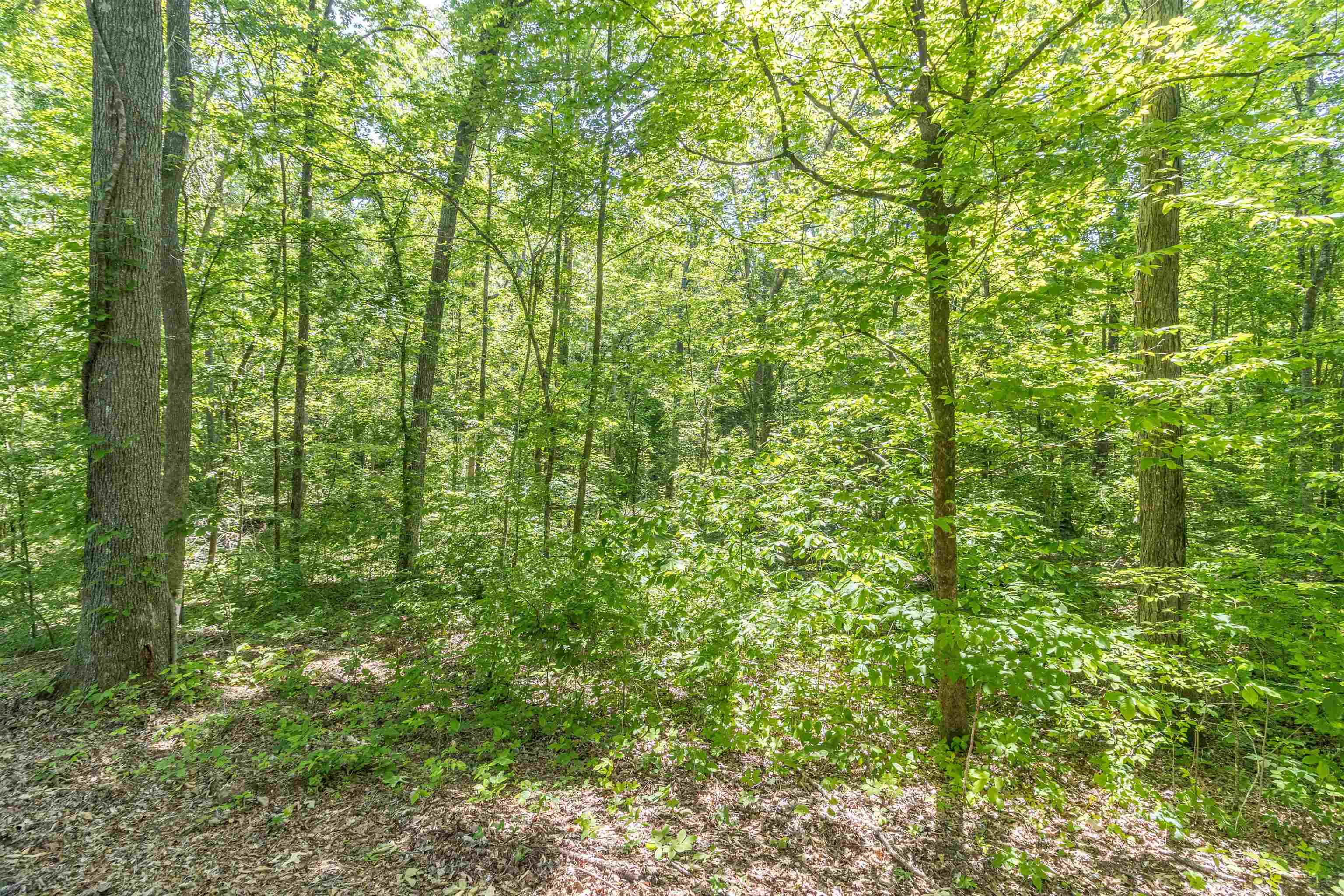 1540 A Chewalla Rd Property Photo 2