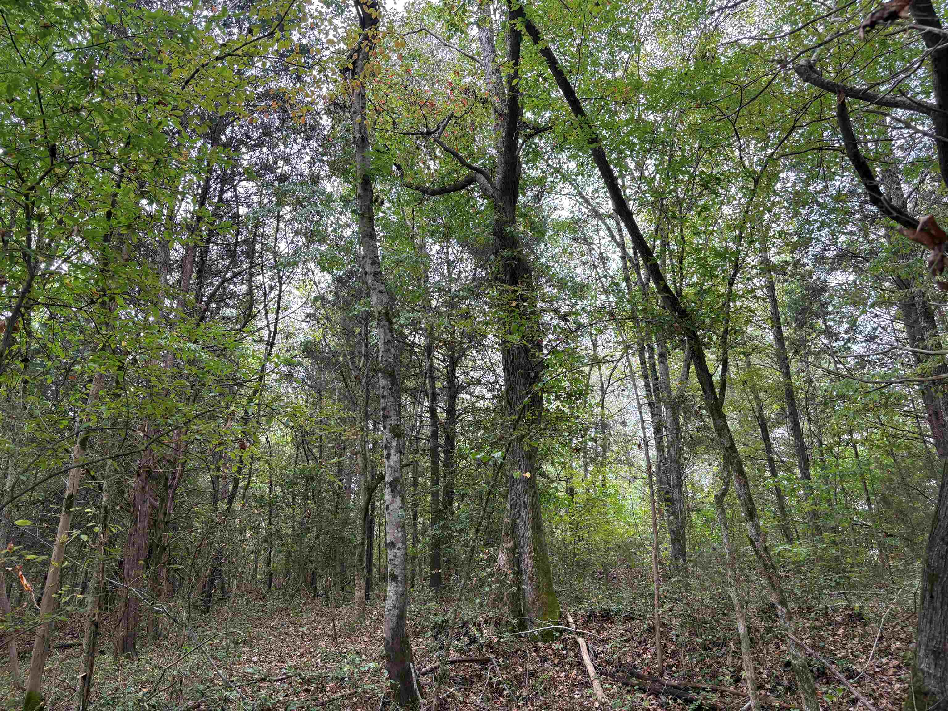 1200 Sand Ridge Bargerton Rd Property Photo 12