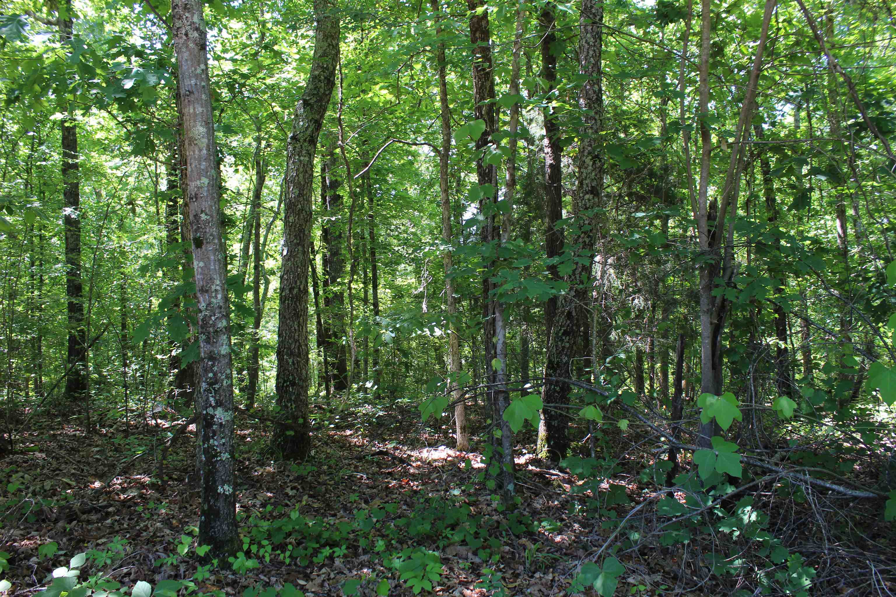 000 Ebenezer Rd Property Photo 6