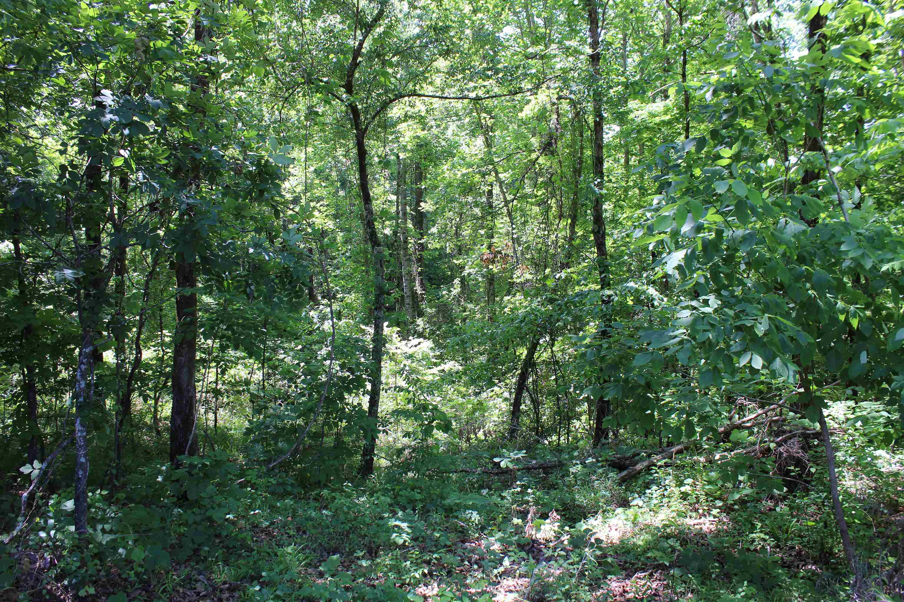 000 Ebenezer Rd Property Photo 8