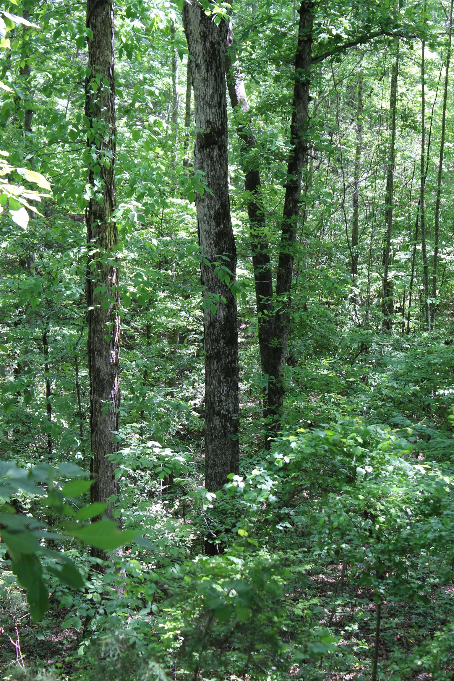 000 Ebenezer Rd Property Photo 9