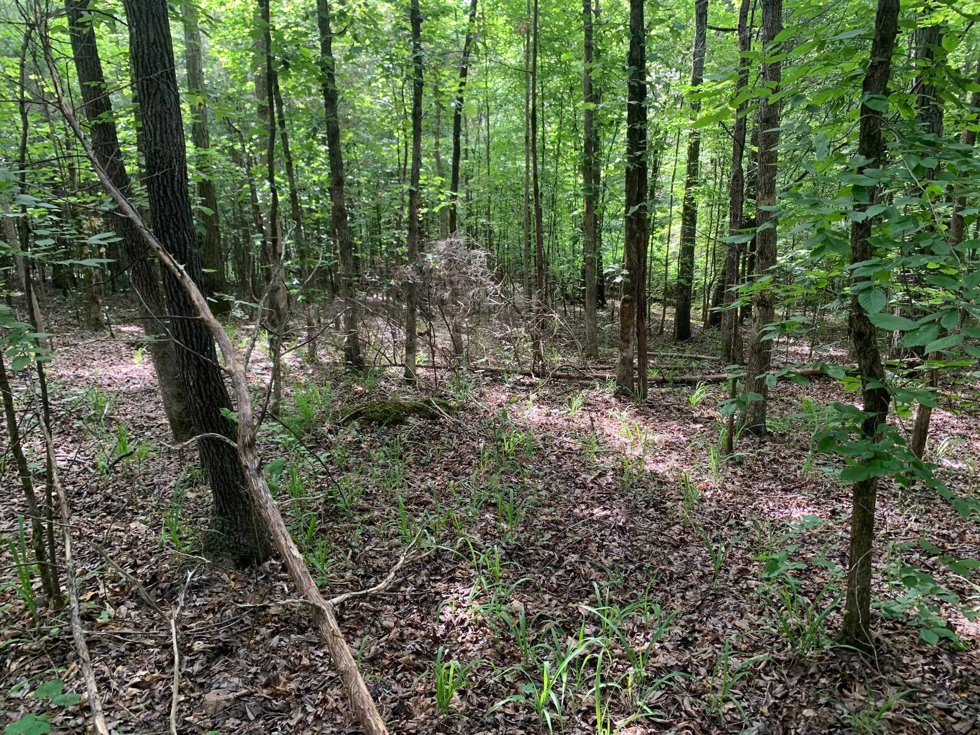 Cave Hollow Ln Property Photo 1