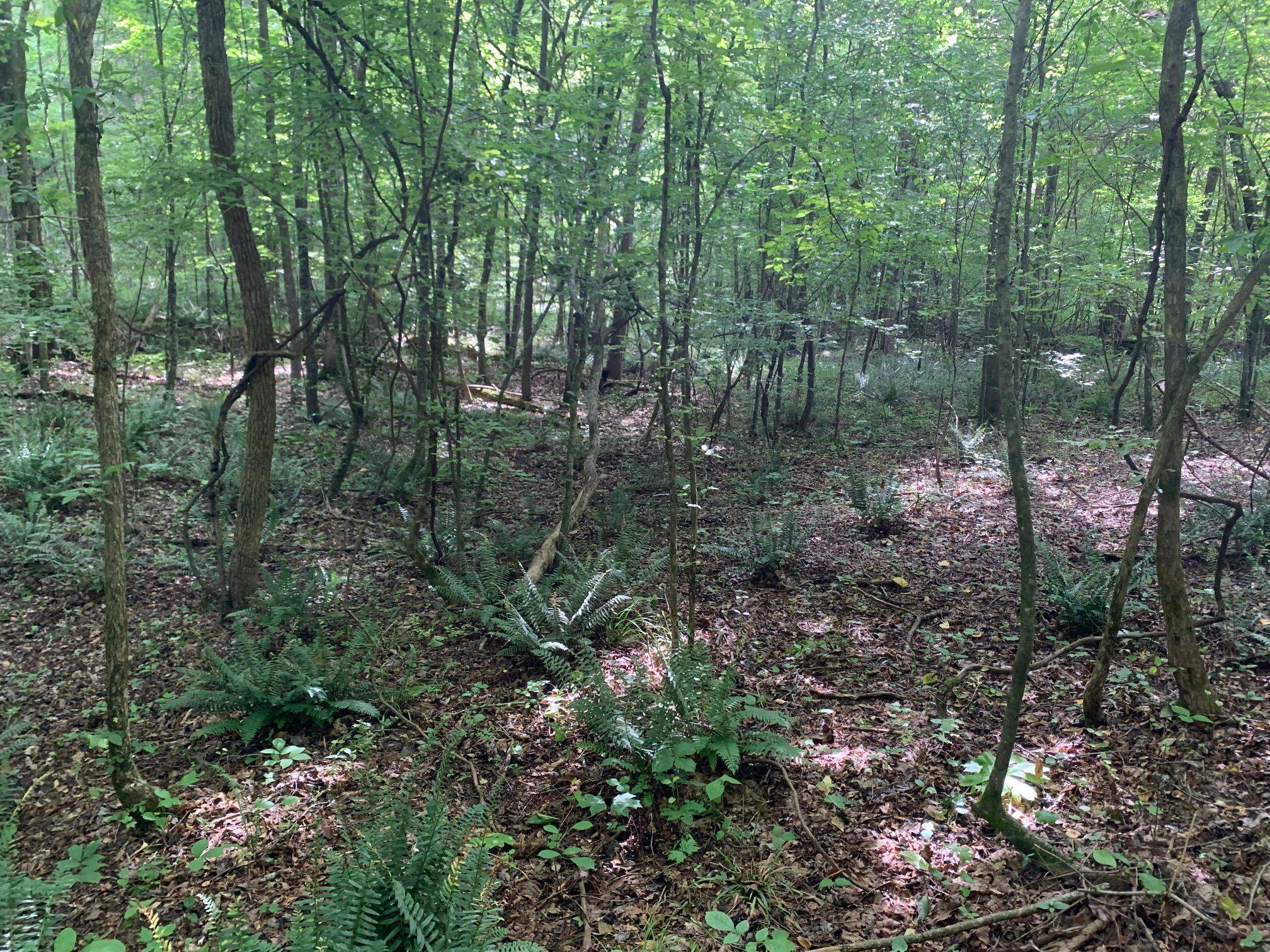 Cave Hollow Ln Property Photo 2