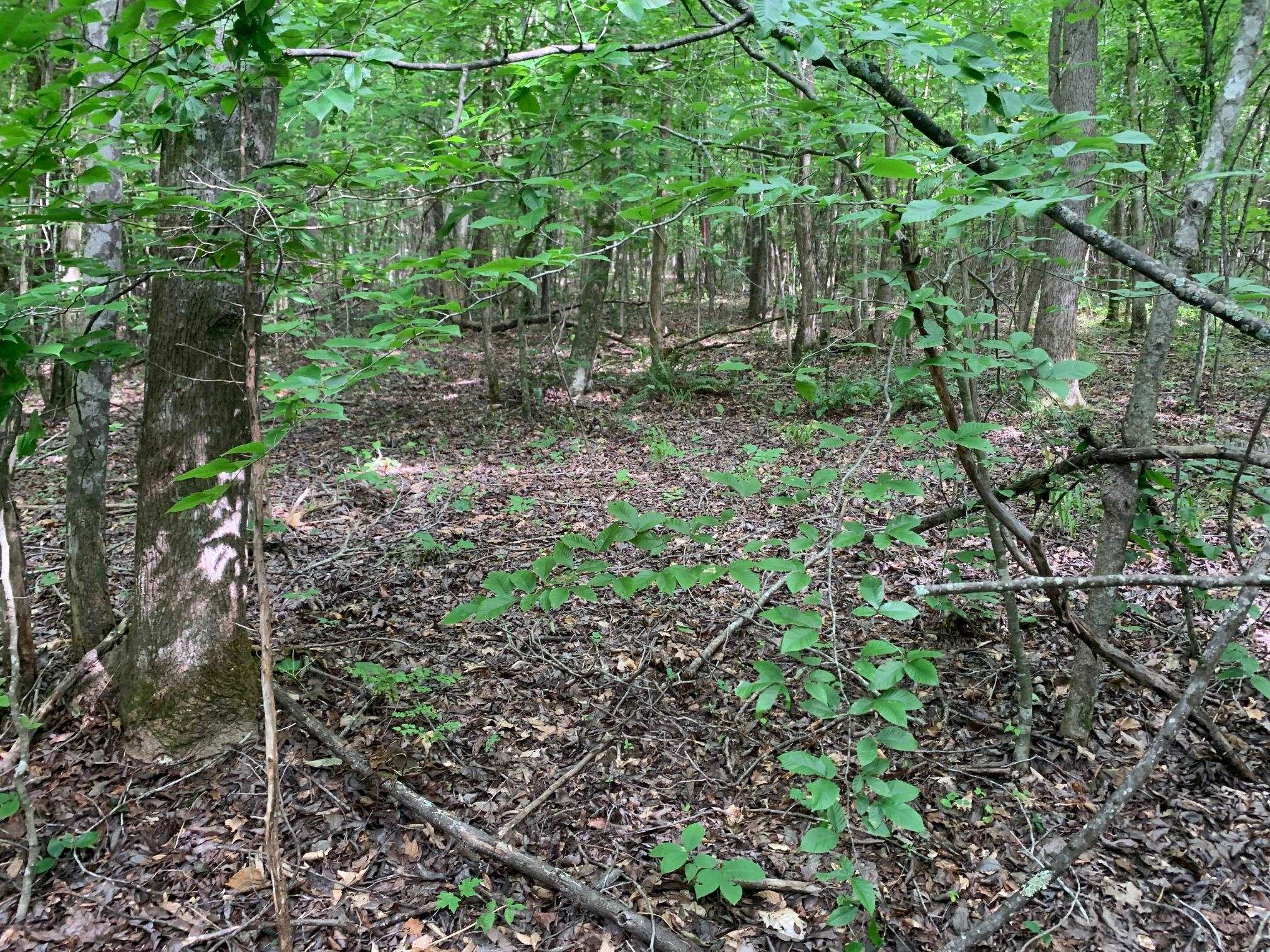 Cave Hollow Ln Property Photo 4