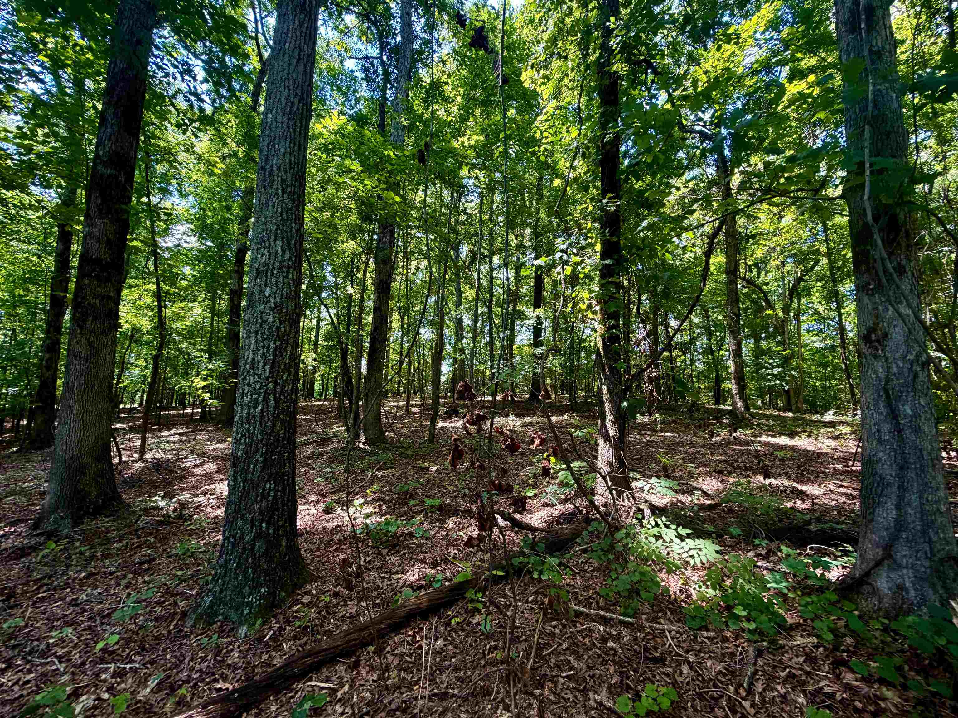 40.37 Ac Smyrna Rd Property Photo 7