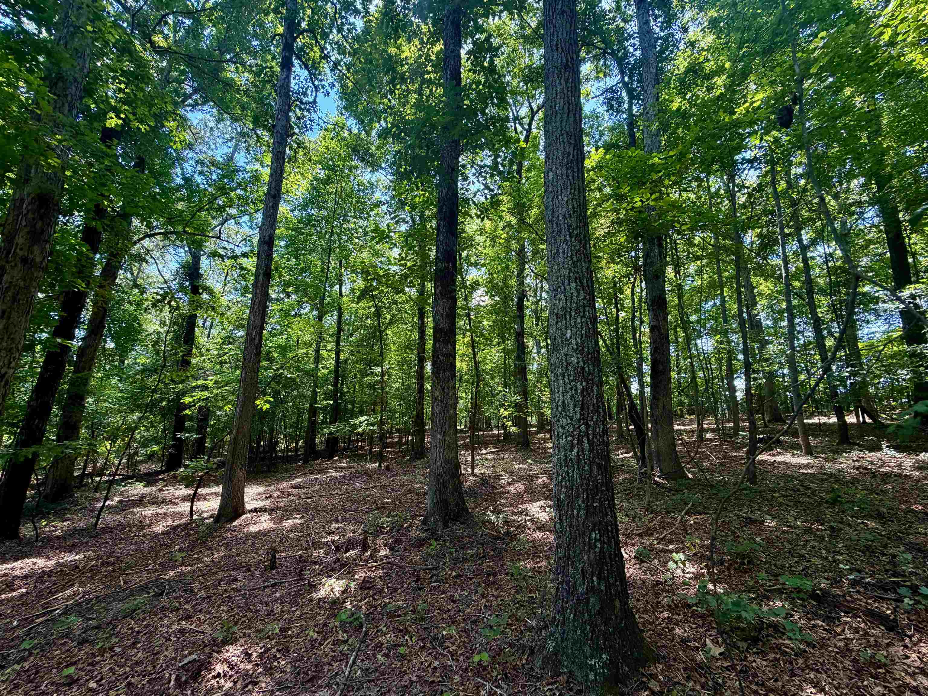 40.37 Ac Smyrna Rd Property Photo 8