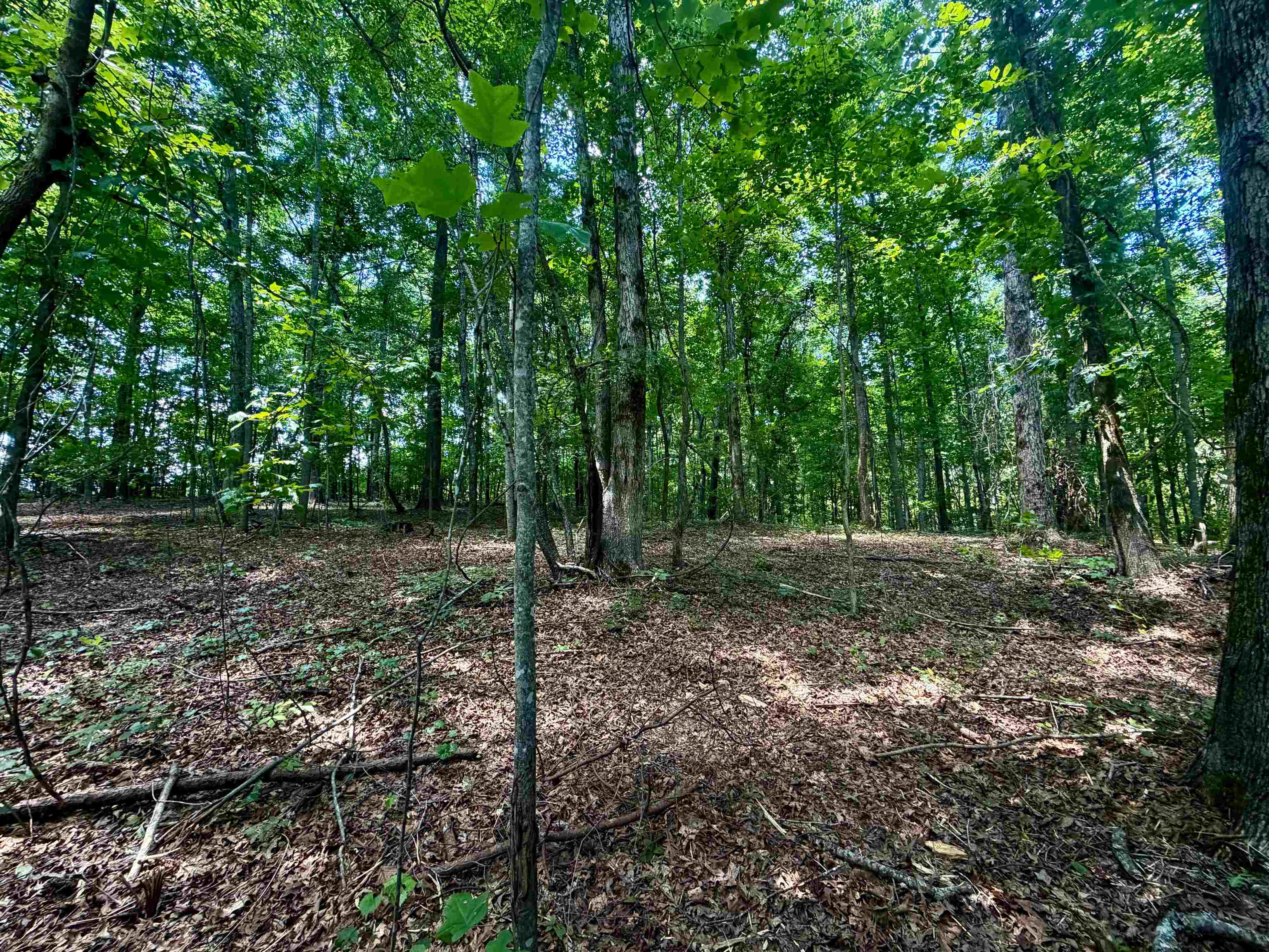 40.37 Ac Smyrna Rd Property Photo 9