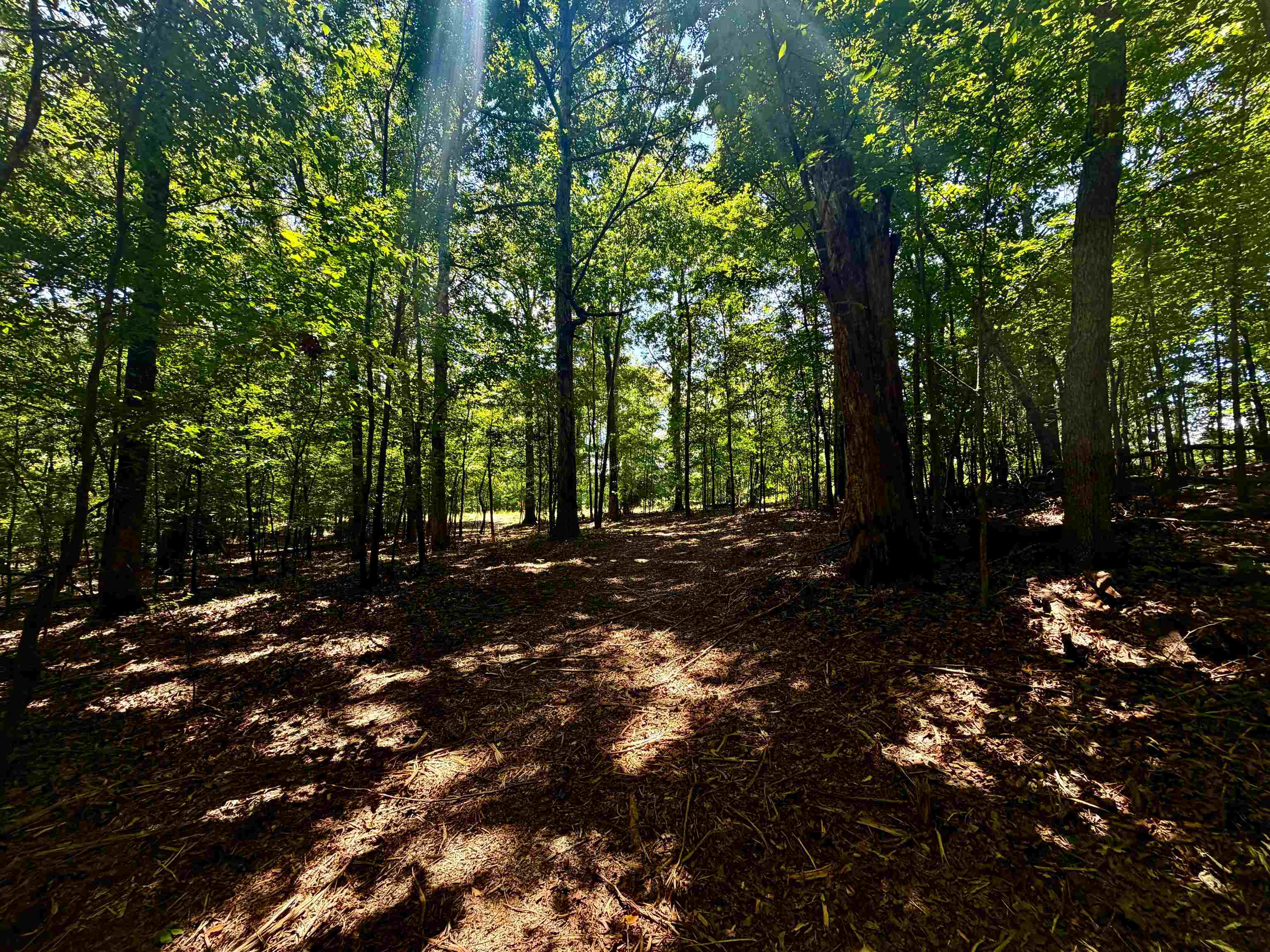 40.37 Ac Smyrna Rd Property Photo 11