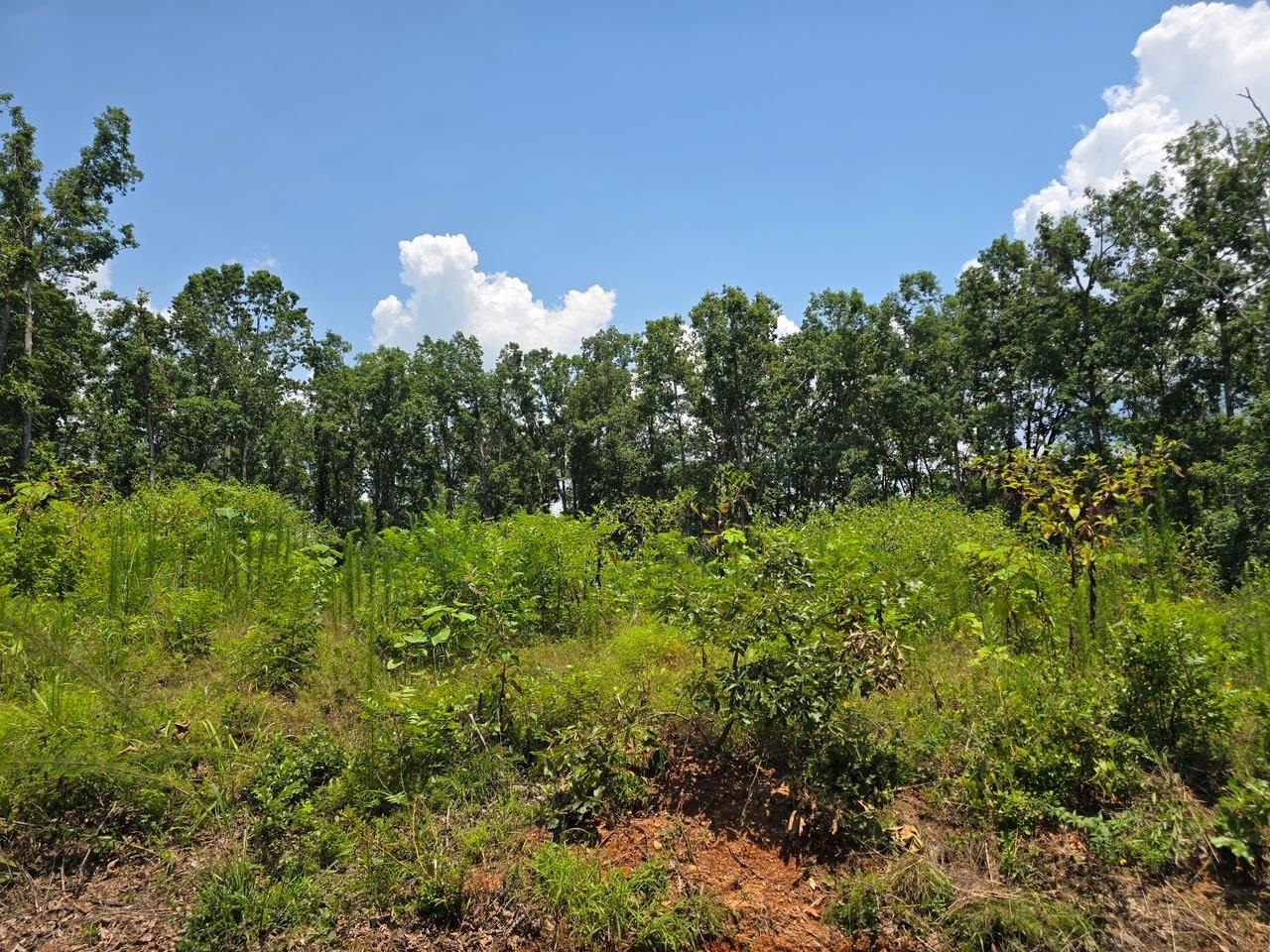 Elam Way Property Photo 18