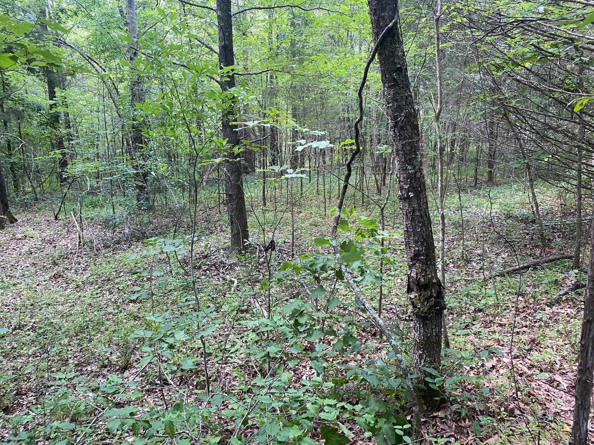 Leonard Ln Property Photo 1