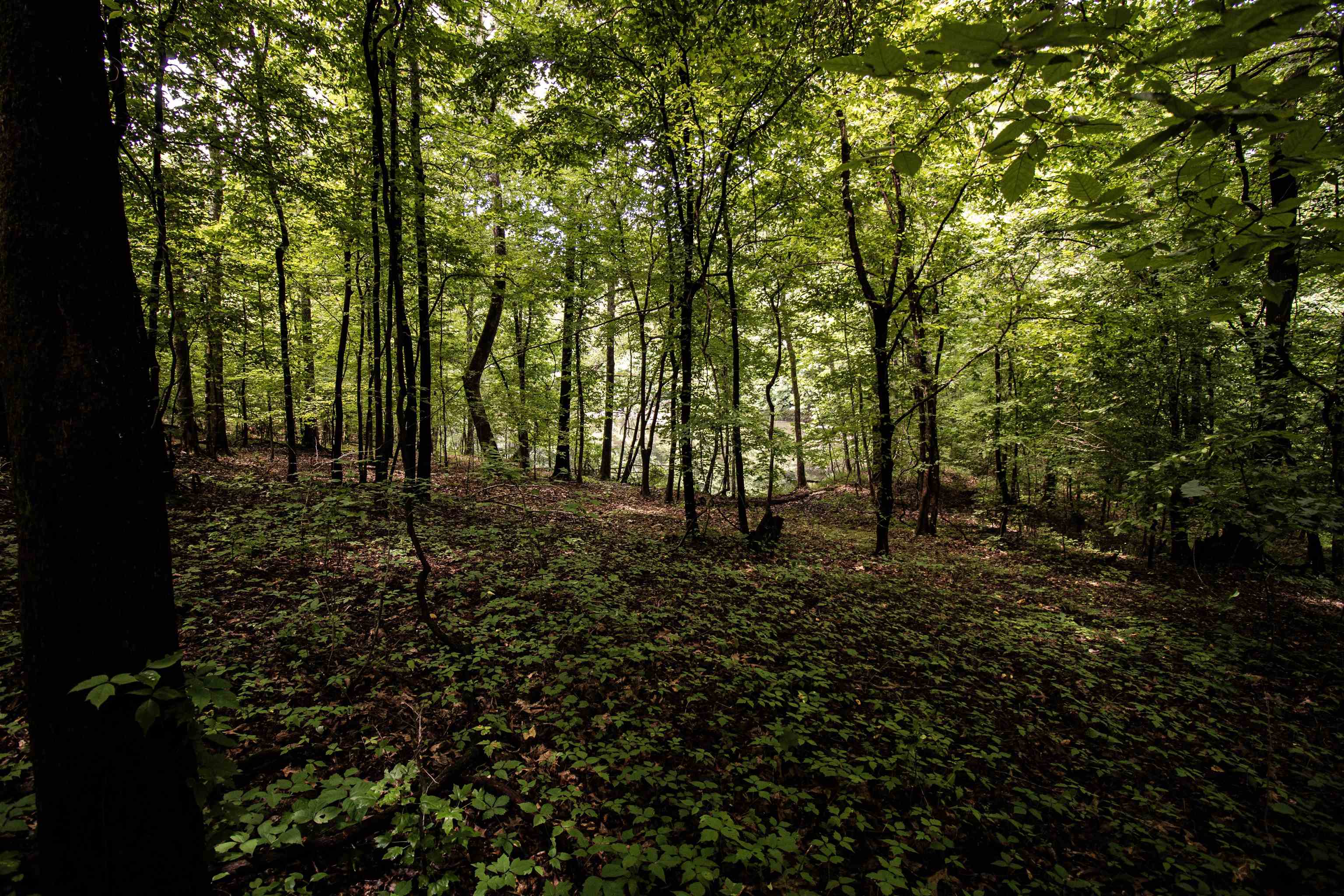 00 Mae Sigma Rd Property Photo 19