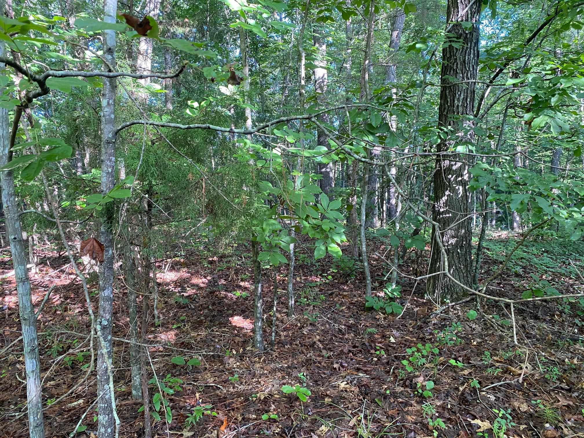 Country Woods Dr Property Photo 1