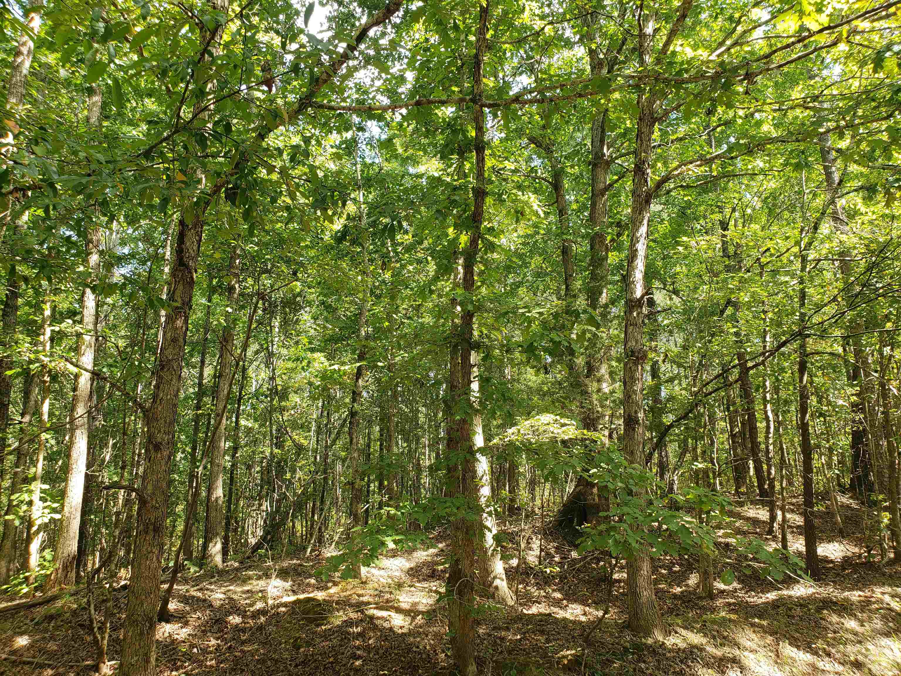 0 Cr 414 Rd Property Photo 18