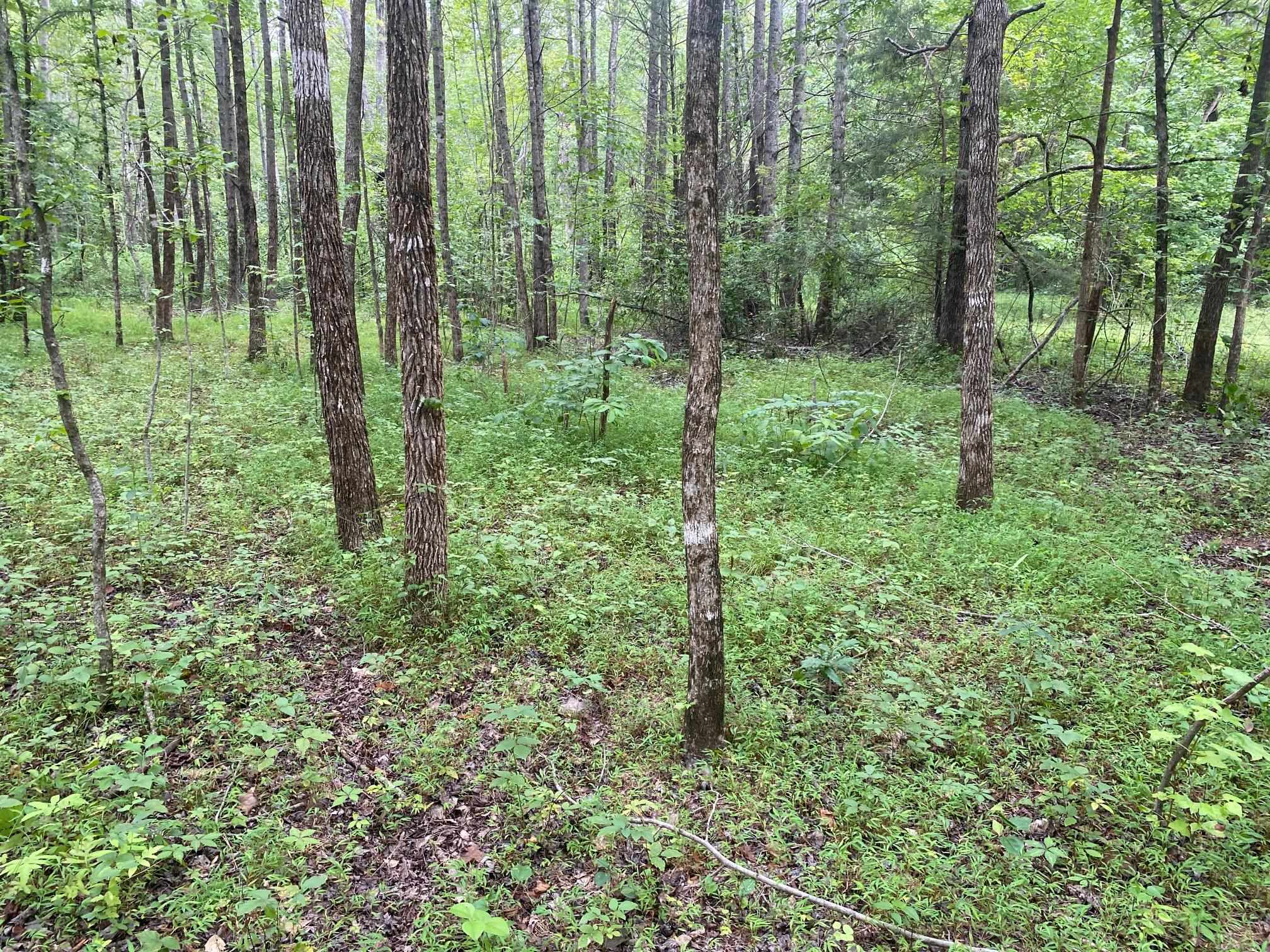 1234 Sandy Flatt Rd Property Photo 19