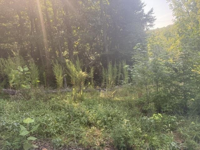 Tract 3 Carroll Hollow Rd Property Photo 16