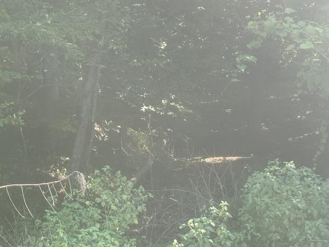Tract 4 Carroll Hollow Rd Property Photo 5