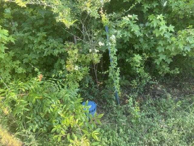 Tract 4 Carroll Hollow Rd Property Photo 15