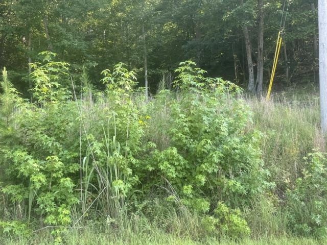 Tract 6 Carroll Hollow Rd Property Photo 17